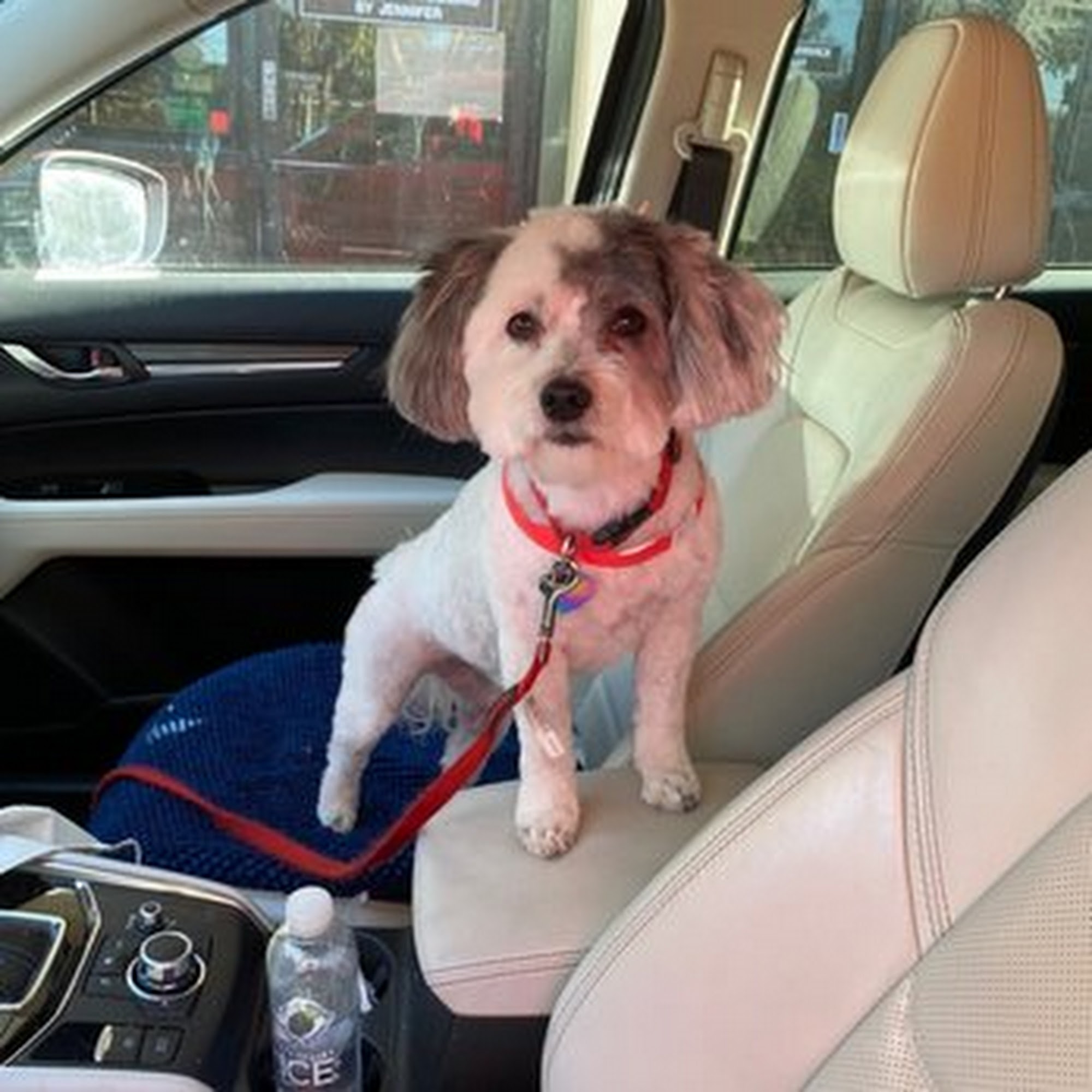 Fancy Feet Animal Grooming Belmont