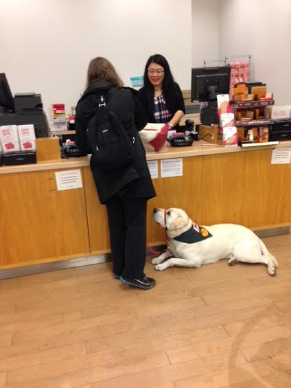 Service Dog Tutor Belmont