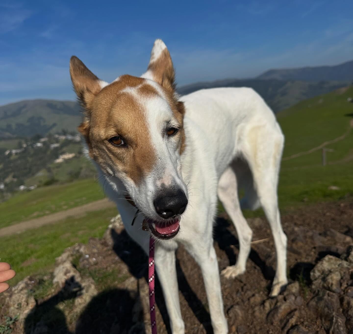 The Tiburon Dog Butler Belvedere Tiburon