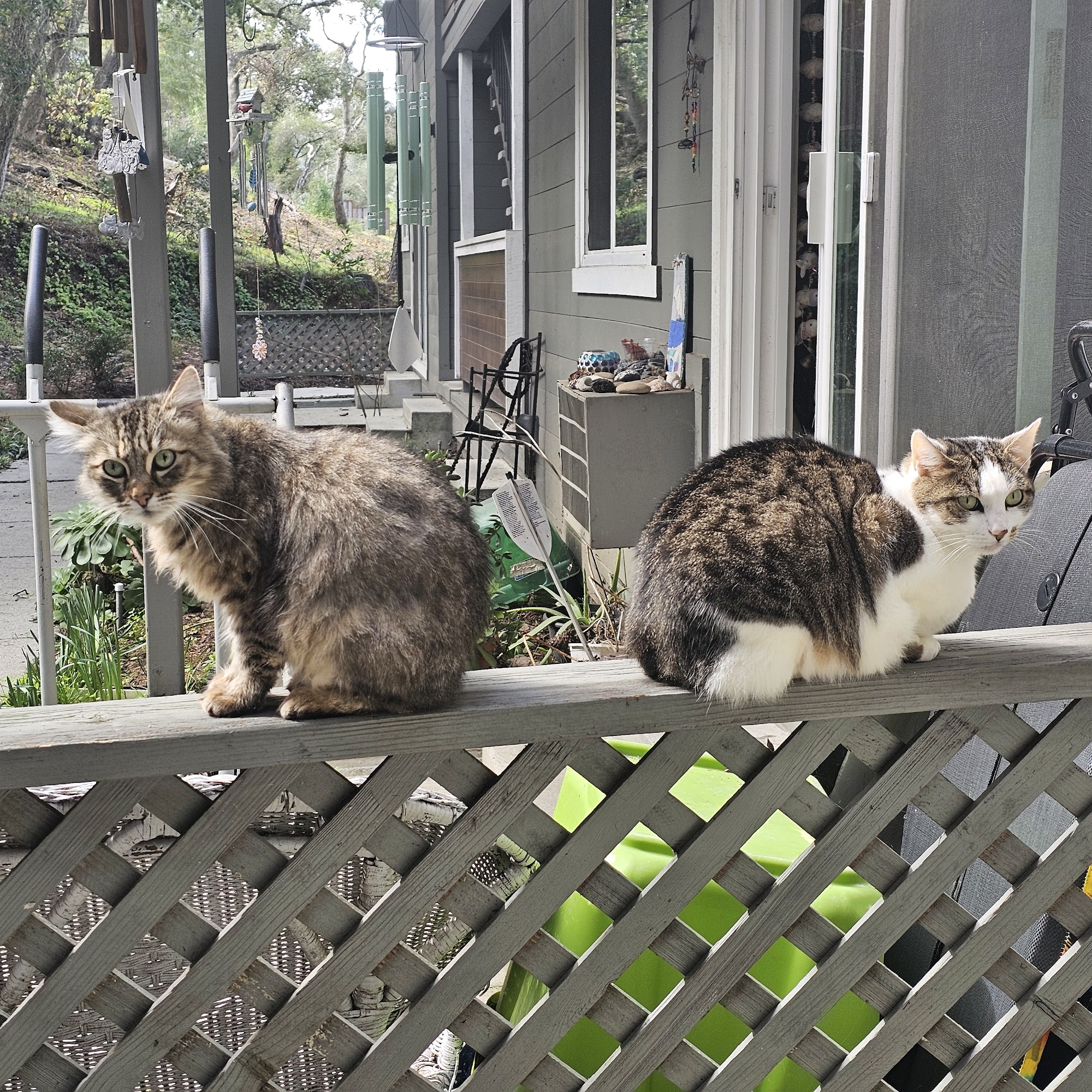 Mountain Animal Hospital Ben Lomond