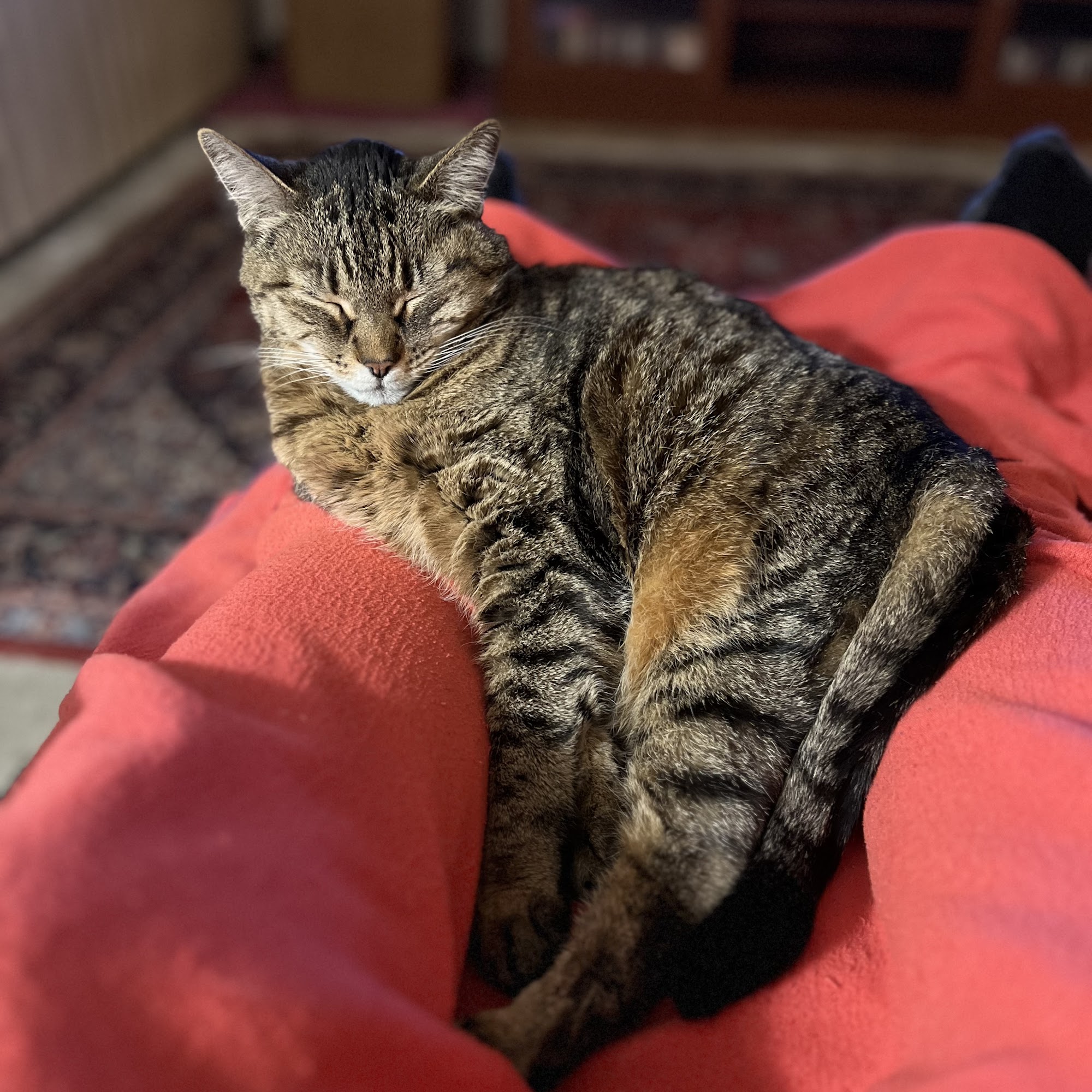 Benicia Cat Clinic Benicia