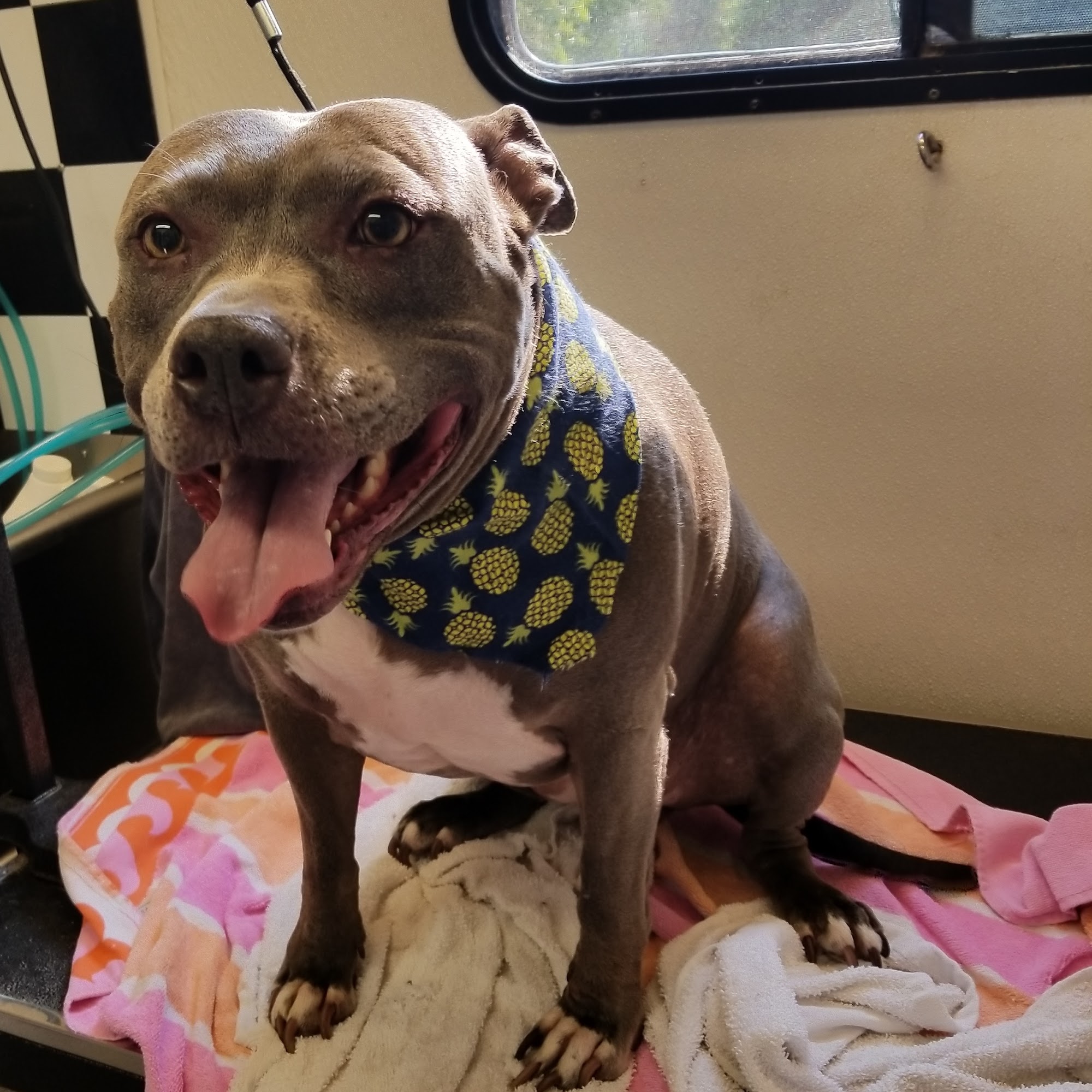 Bubbly Bulldog Grooming Benicia