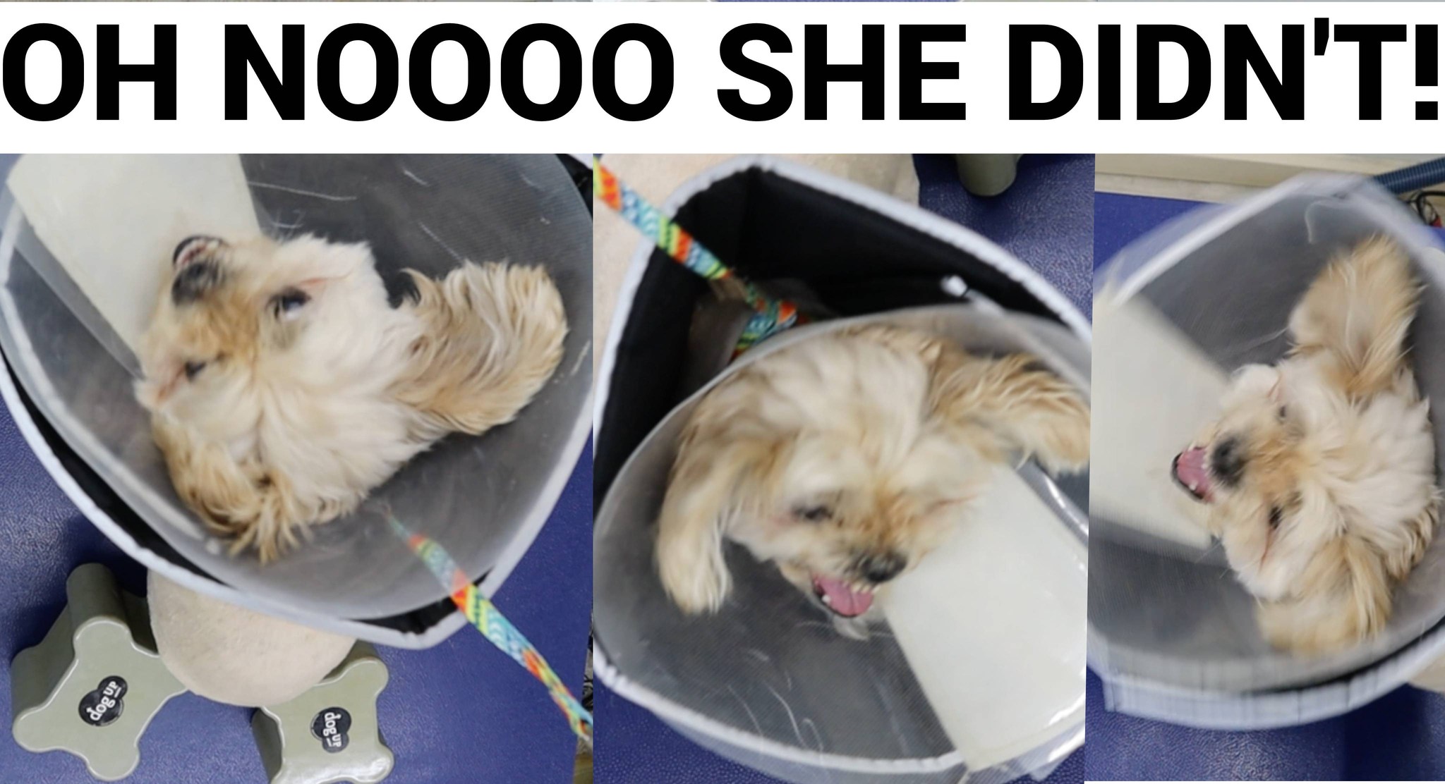 My Favorite Groomer Benicia