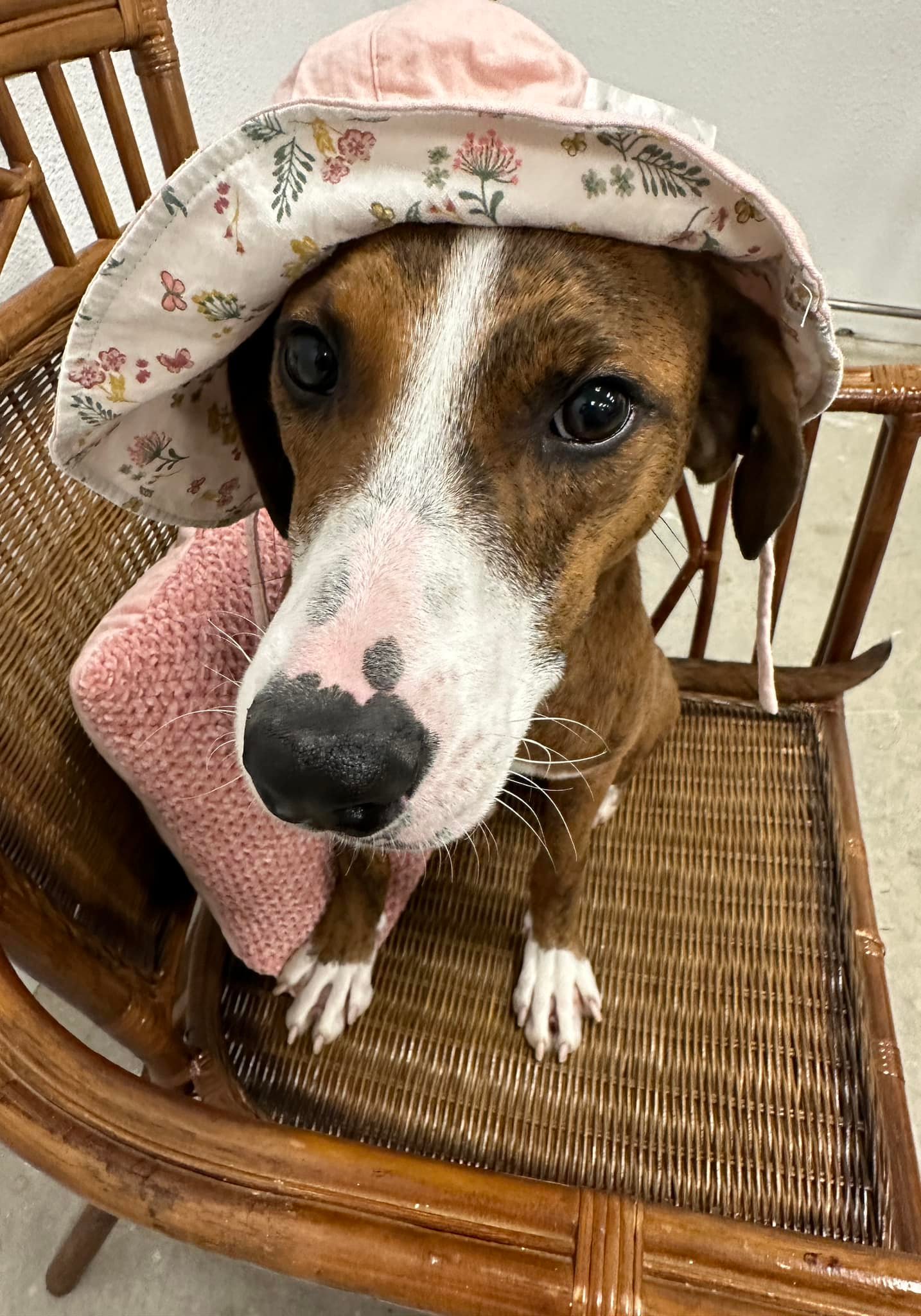 My Favorite Groomer Benicia