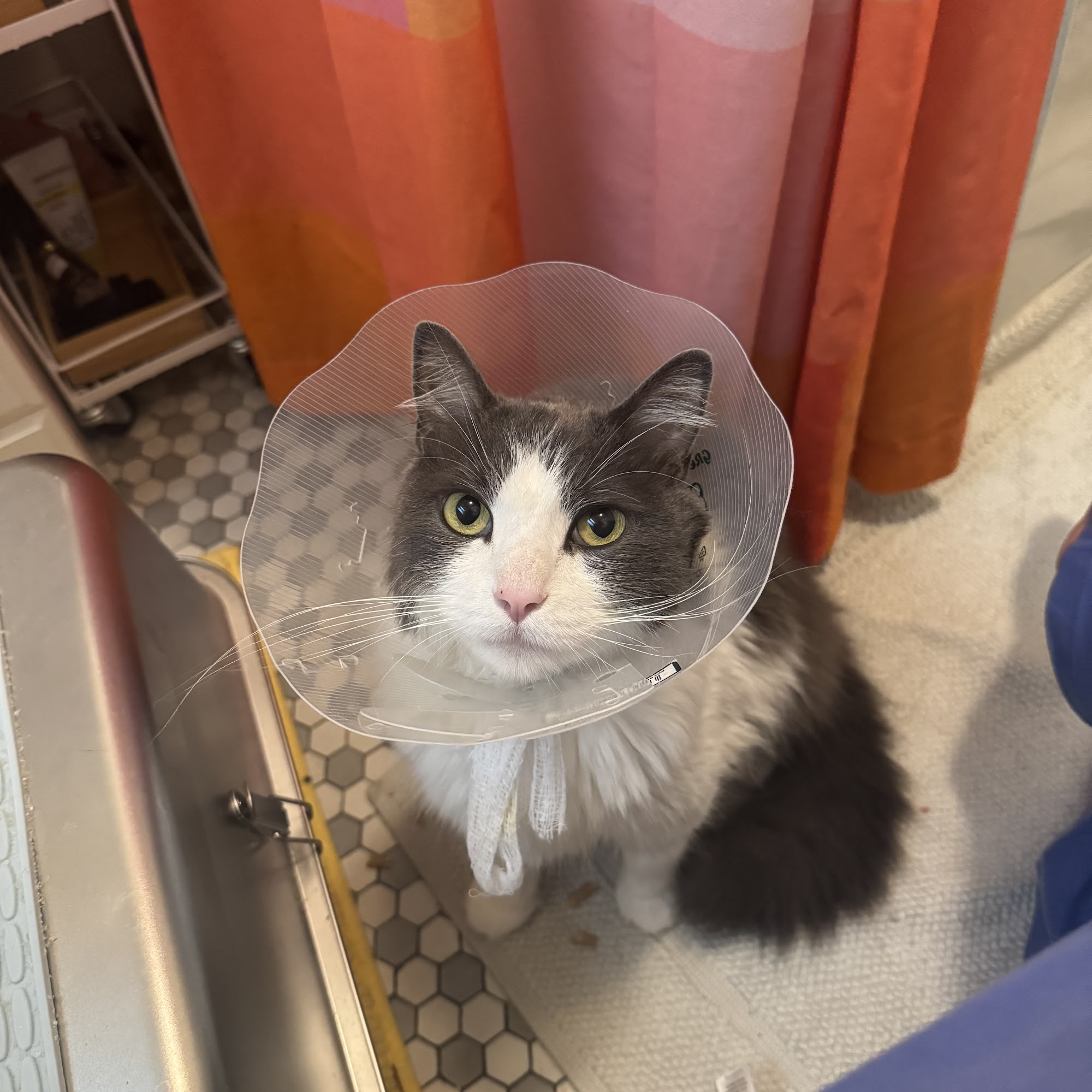 Berkeley Dog & Cat Hospital Berkeley