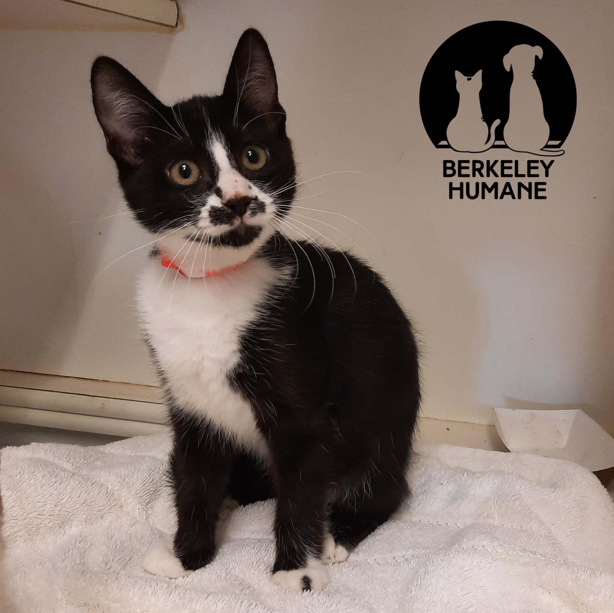 Spay the Bay Berkeley