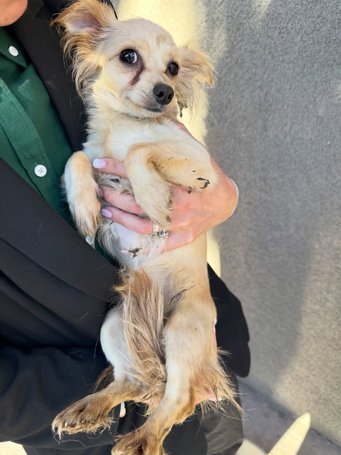 Deity Animal Rescue and Foundation Beverly Hills