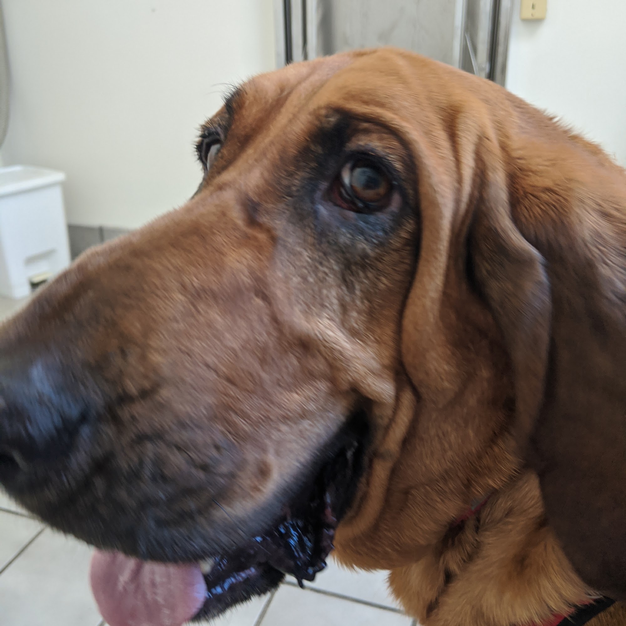 Bear City Animal Hospital Big Bear