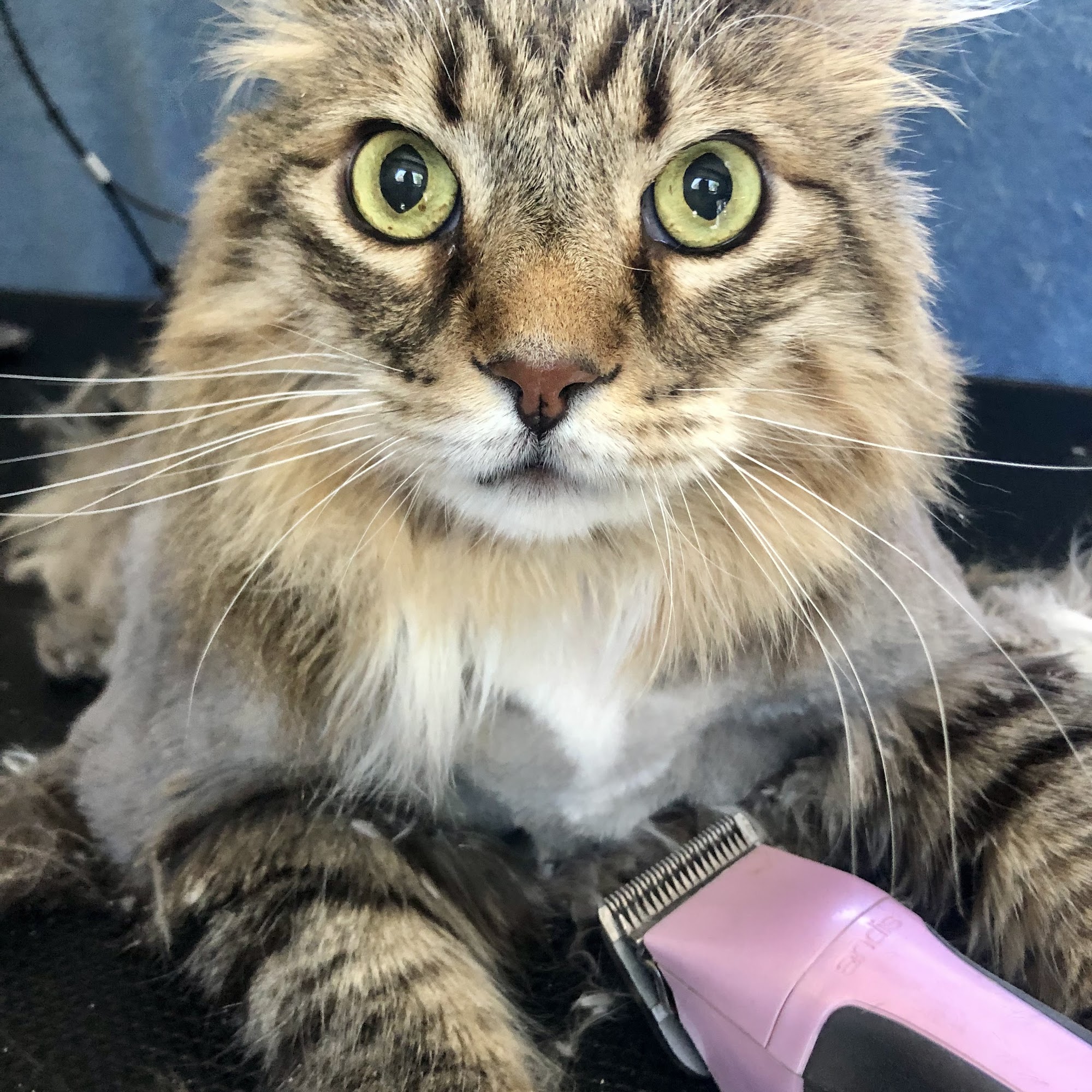 Liberty Mobile Pet Grooming Big Bear