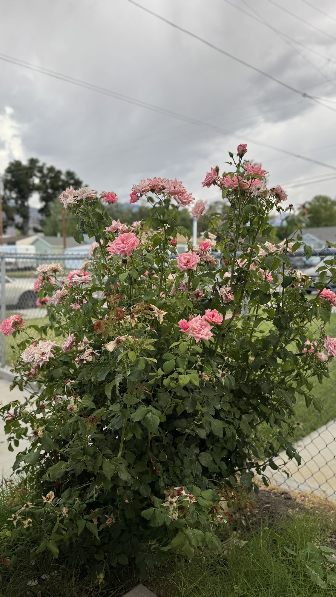 Antojitos Hippocampos Menu