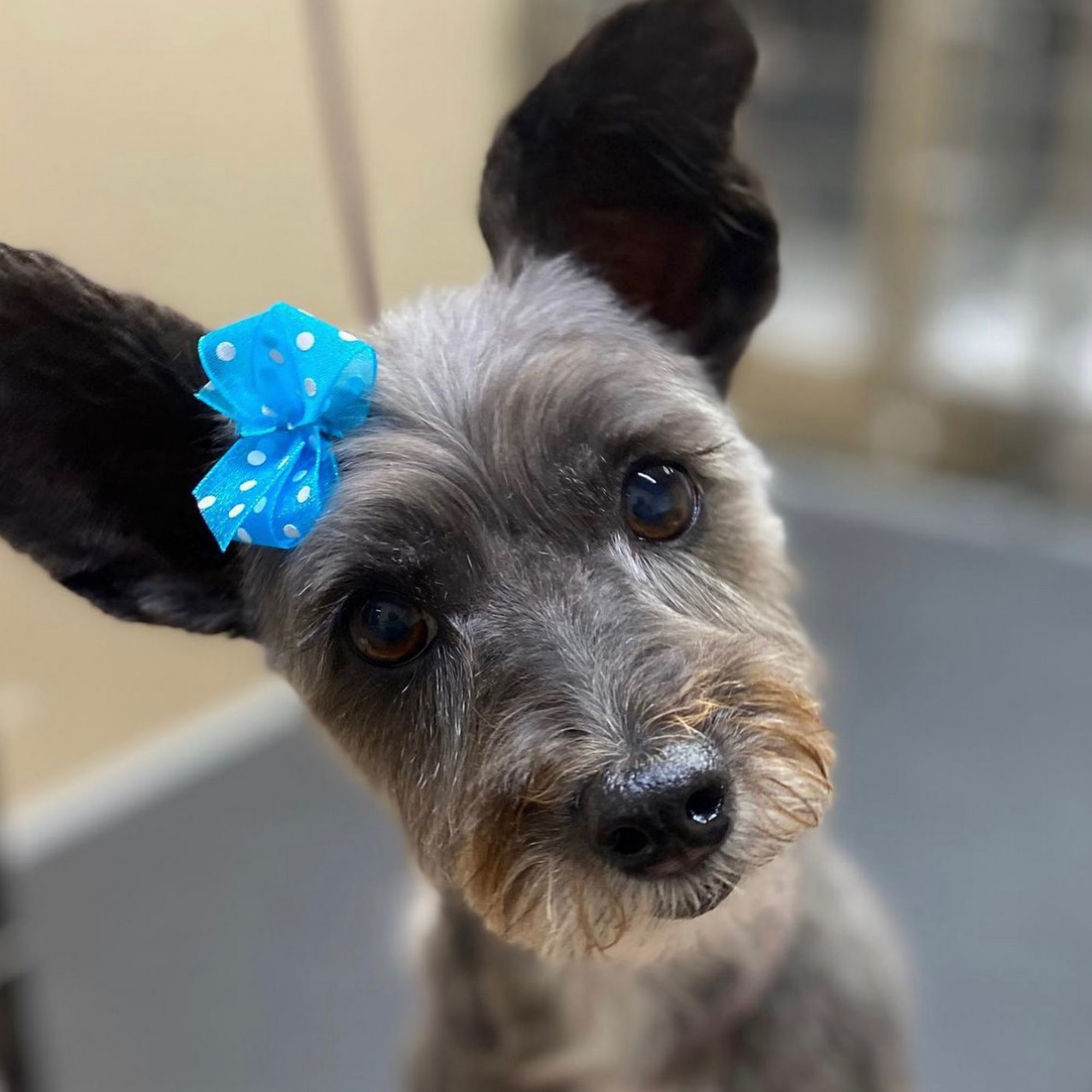 Eastern Sierra Grooming Company Bishop