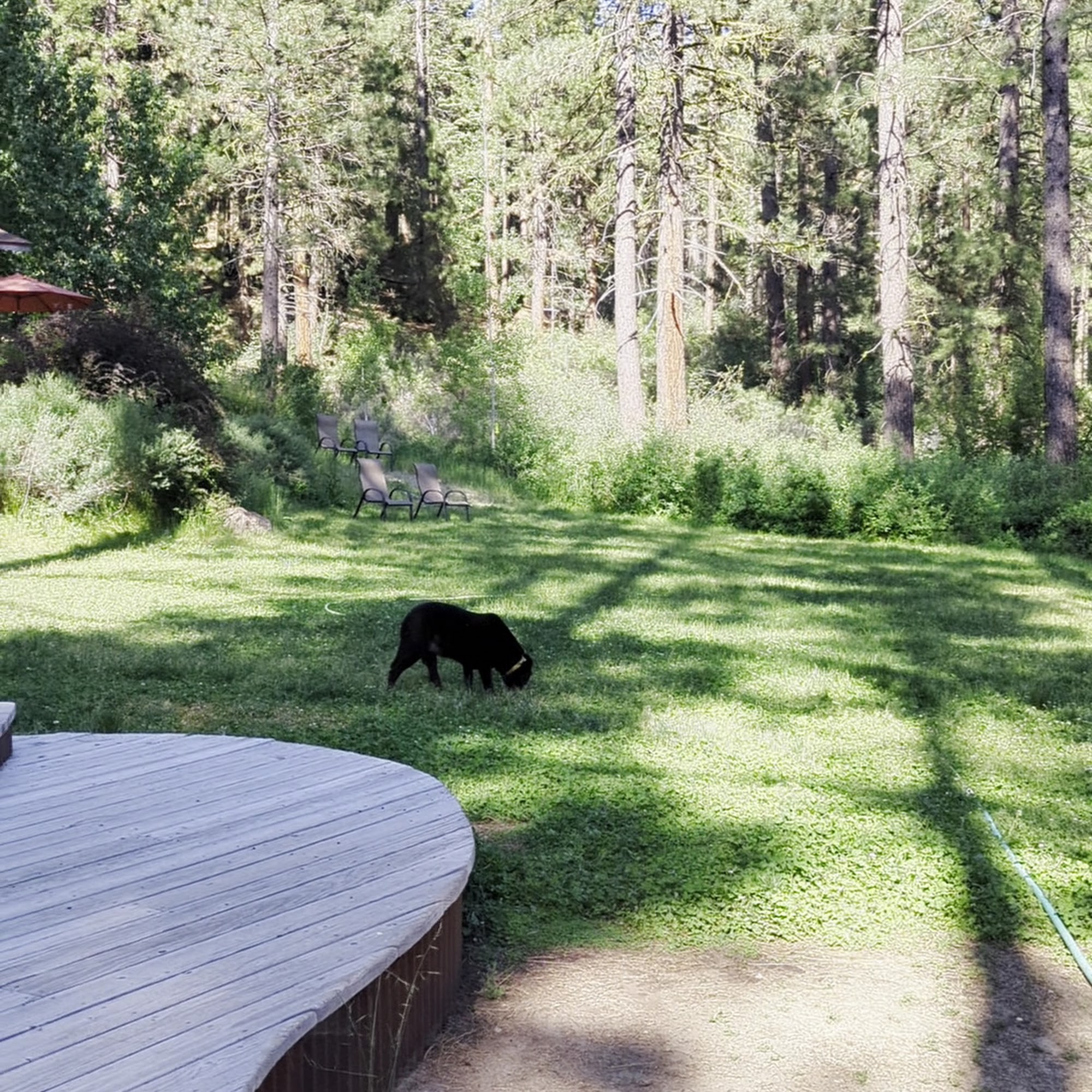 The Brewing Lair Blairsden