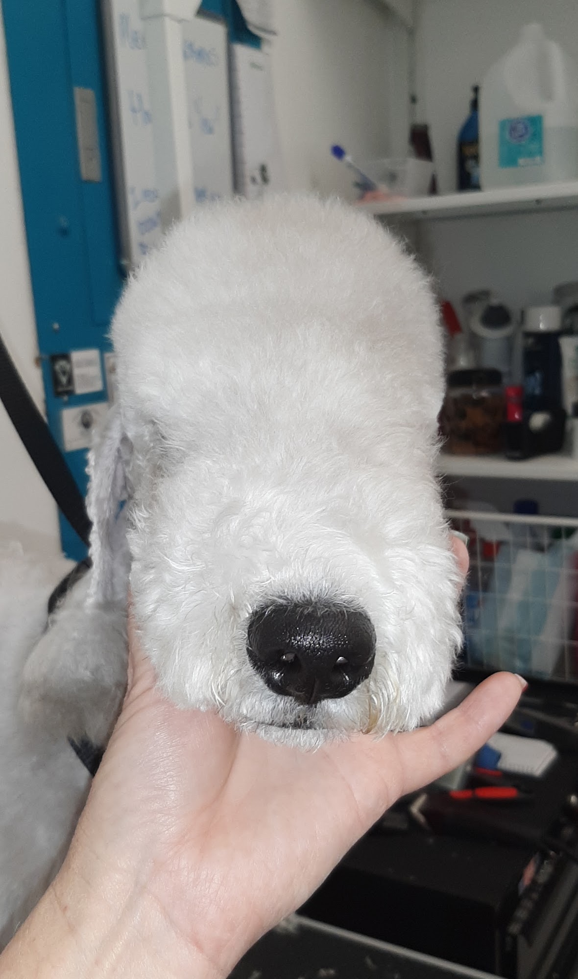 Camp Julsby Grooming Services Blue Jay