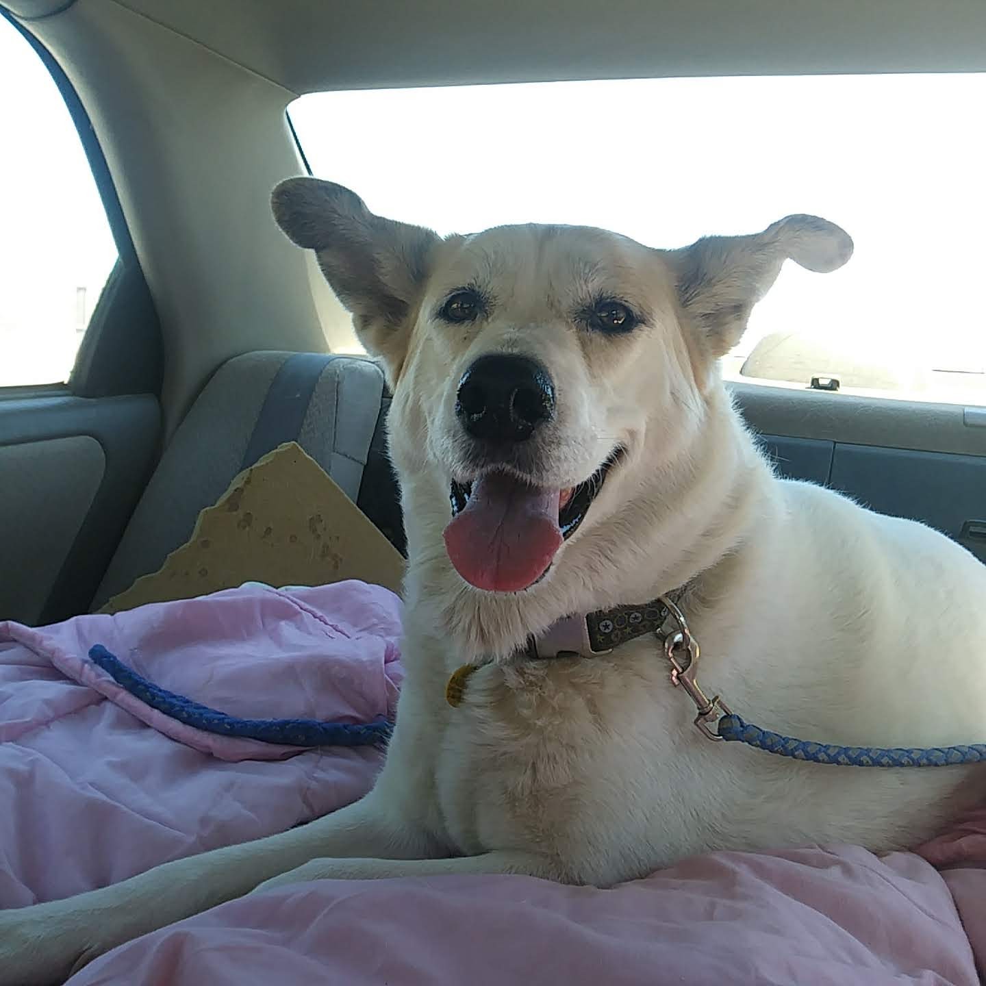 Circle H Veterinary Hospital Blythe