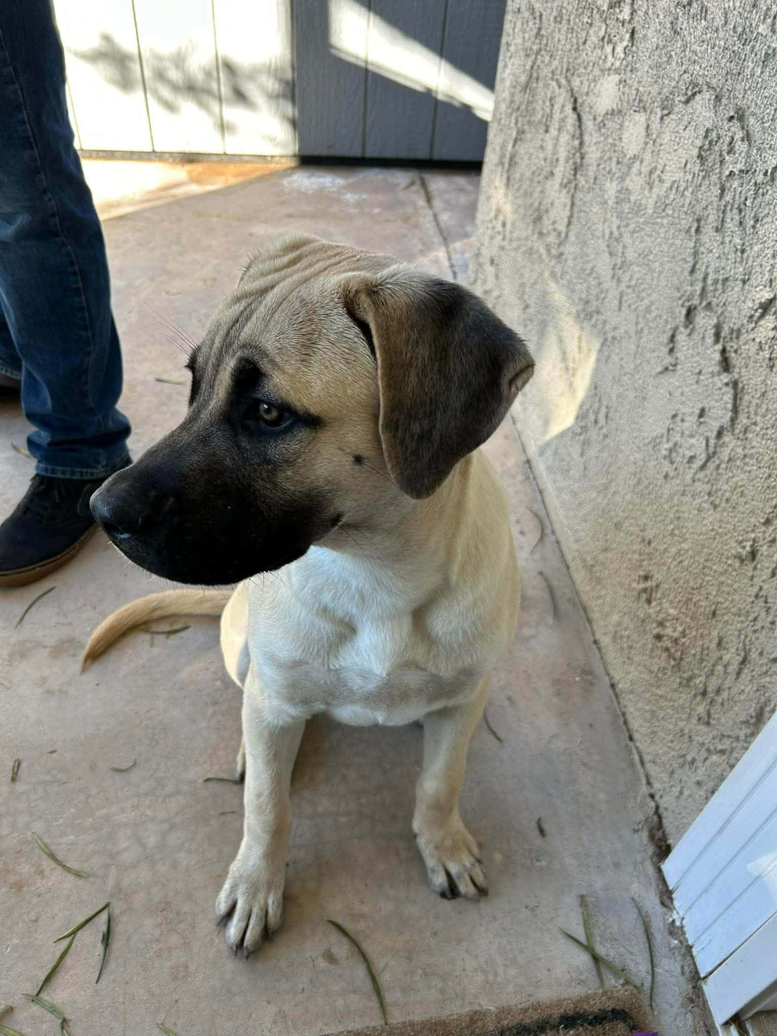 Platinum Grooming and Boarding Blythe