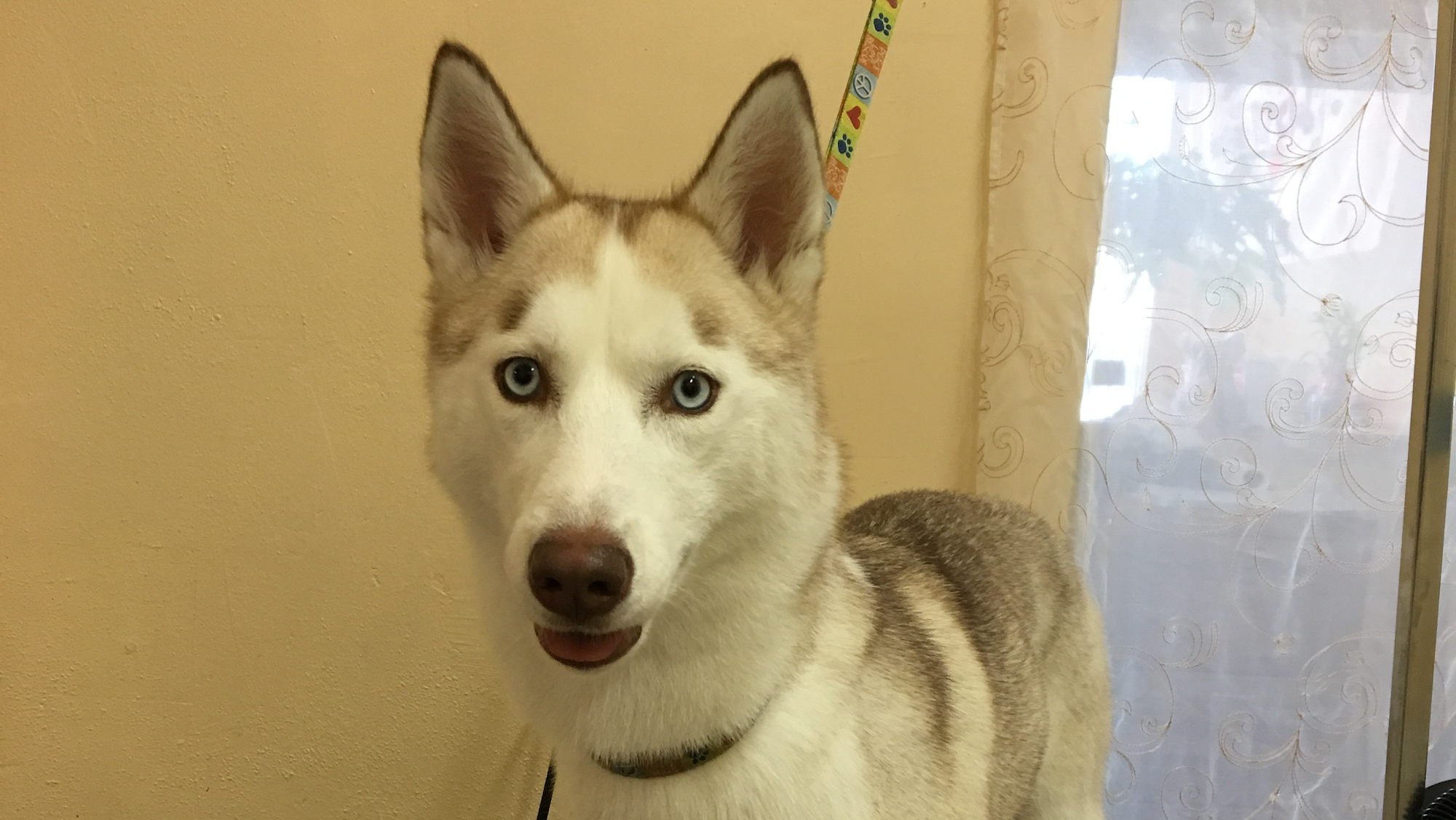 Platinum Grooming and Boarding Blythe