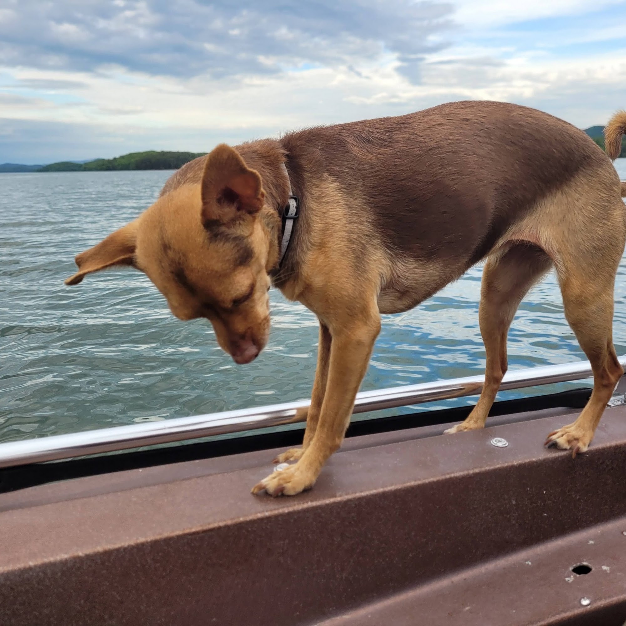 Riverside County Animal Control Blythe