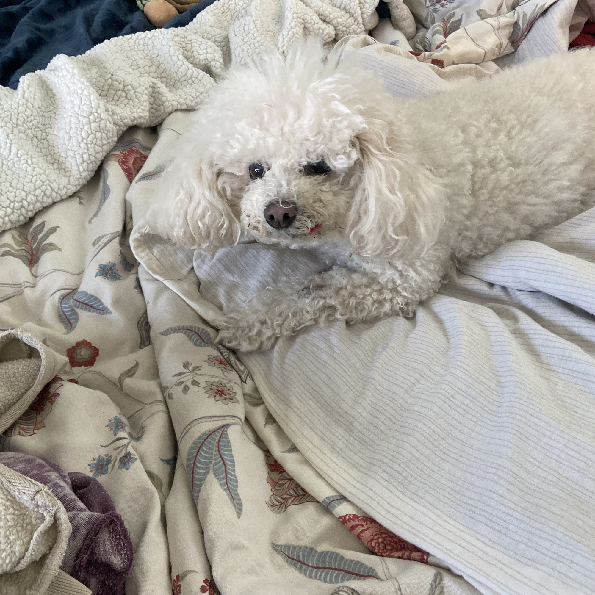 Town & Country Animal Hospital Bonita