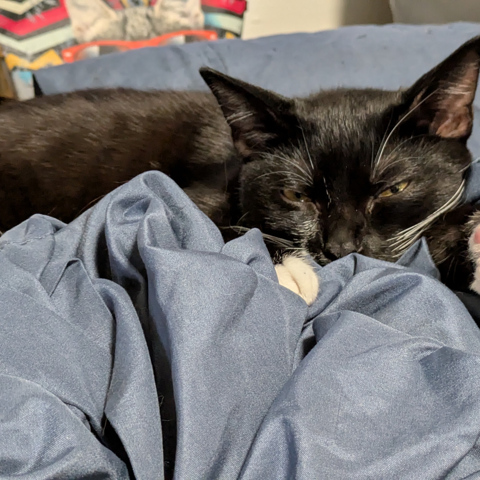 County of San Diego Department of Animal Services Bonita