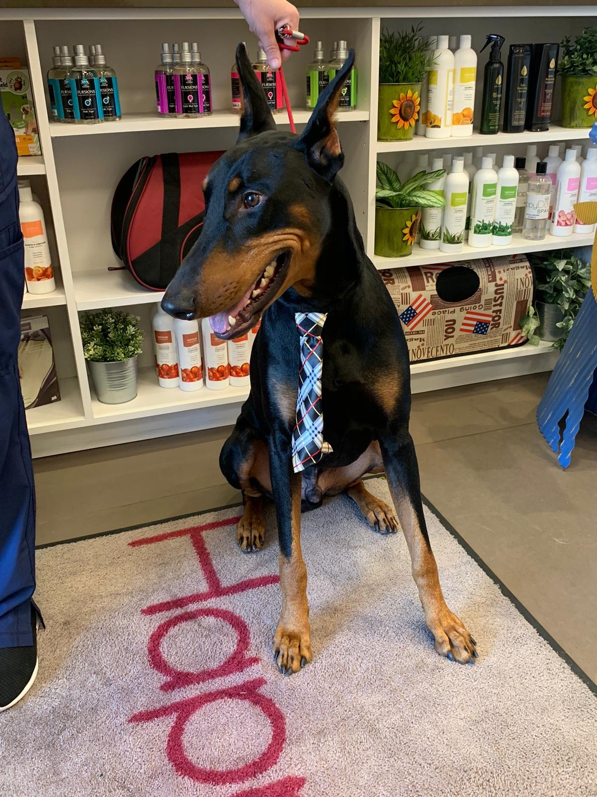 Happy Dog Spaw Bonita