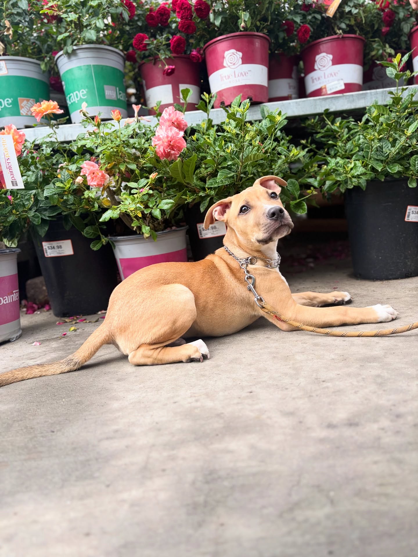 North County Canine Training Bonsall