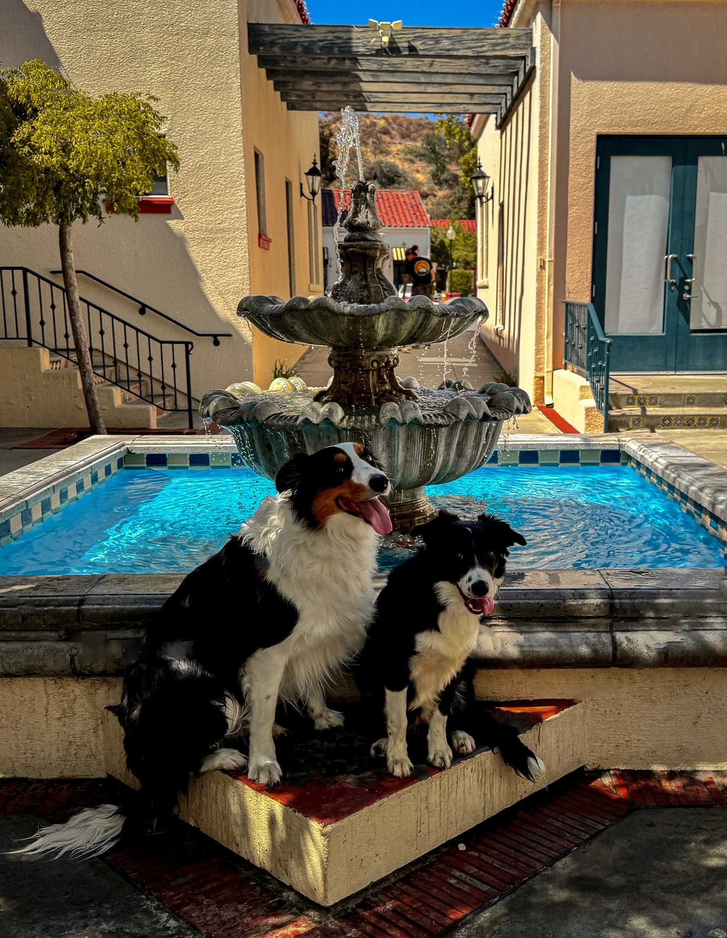 North County Canine Training Bonsall