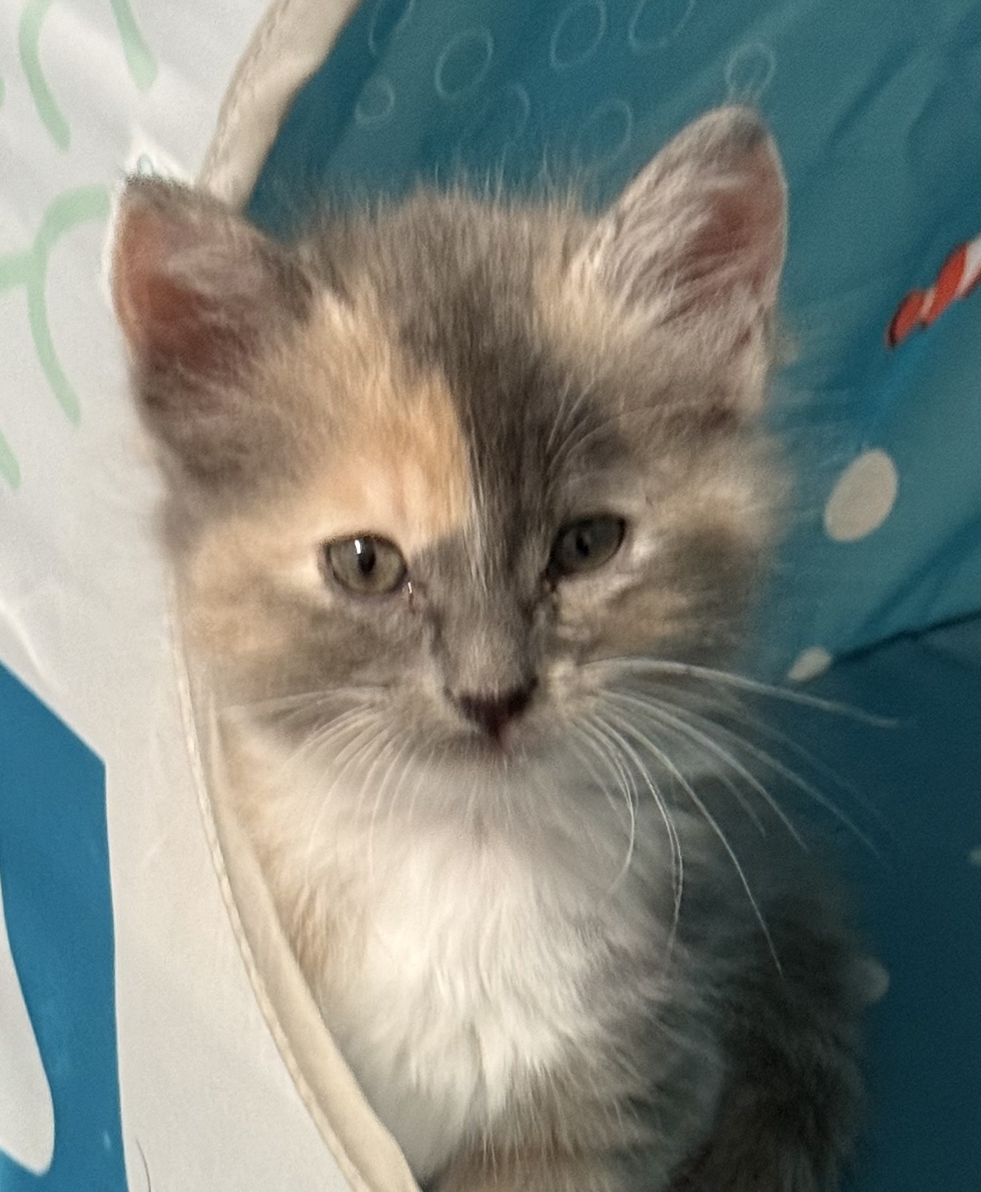 too cute kitten rescue Brawley