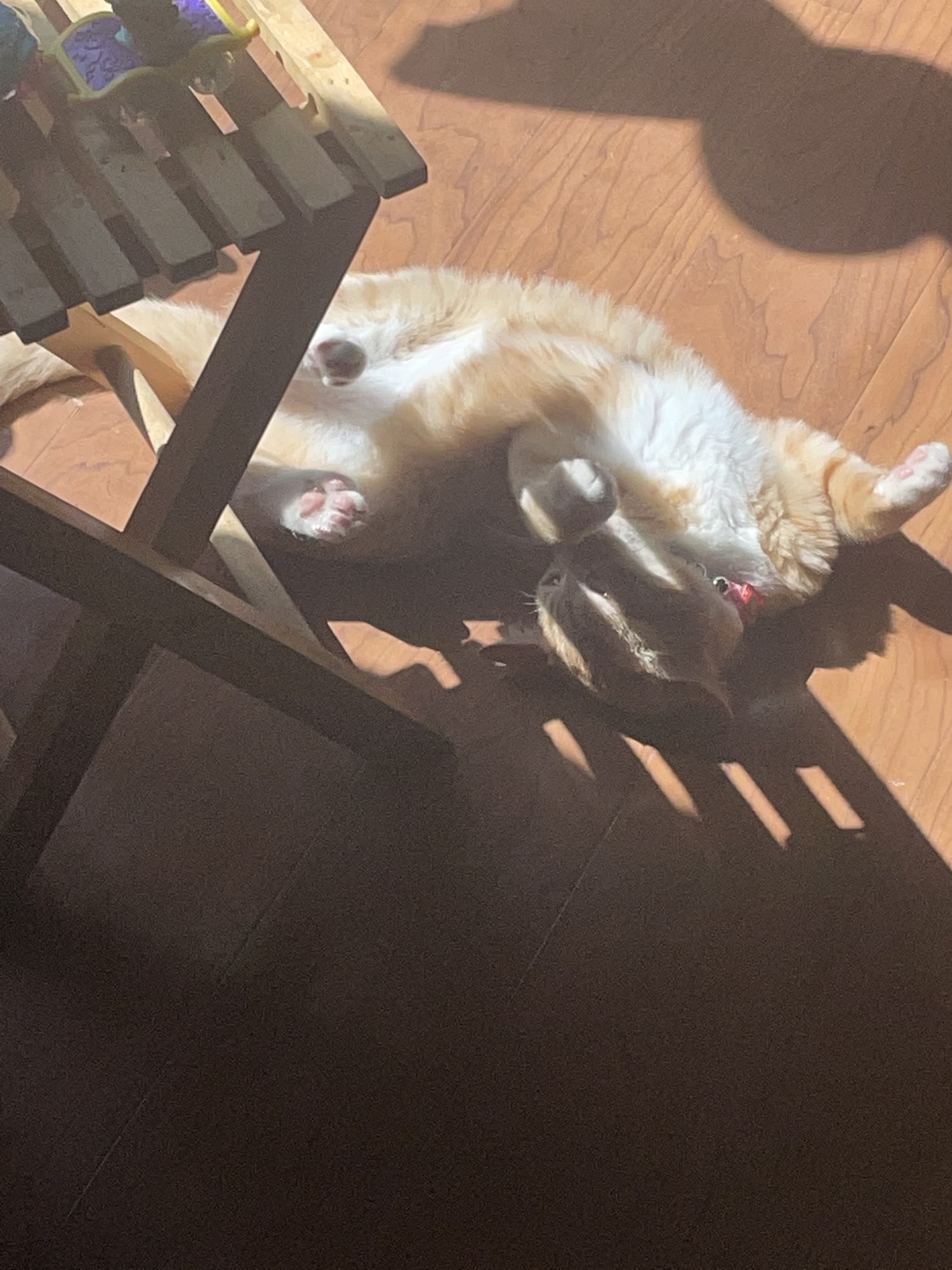 too cute kitten rescue Brawley