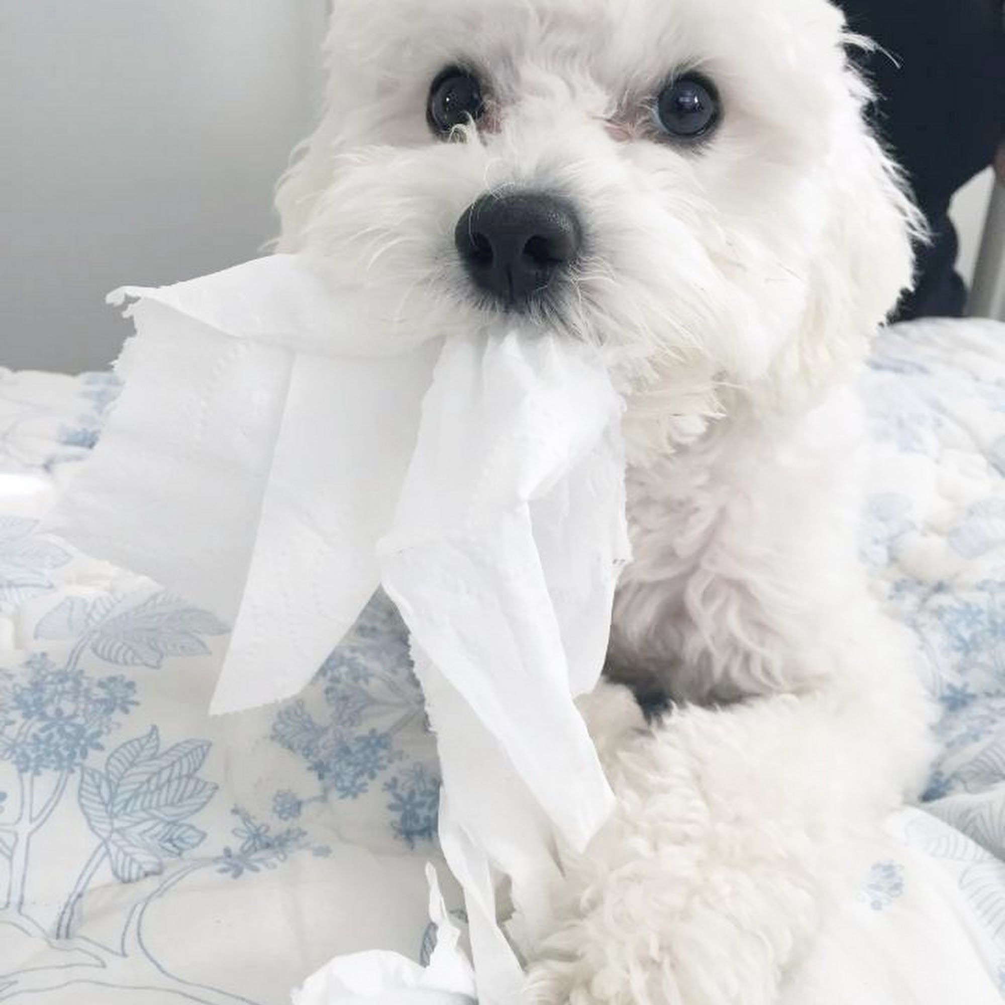 Ann's Pet Grooming Brea