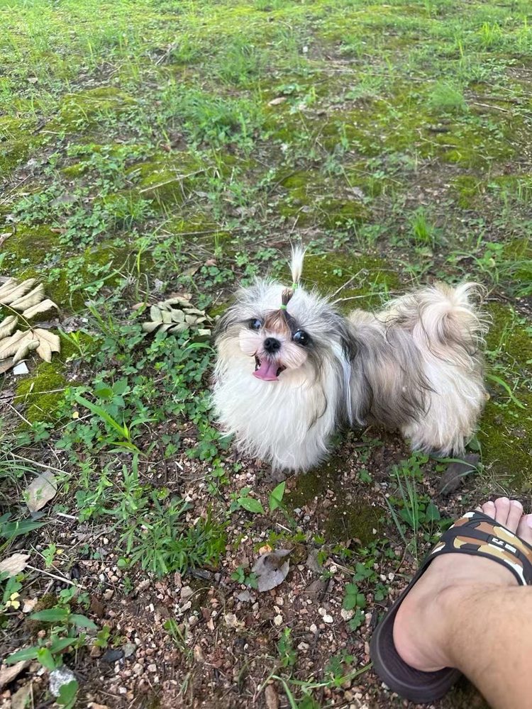 Judy's Pet Grooming Brea