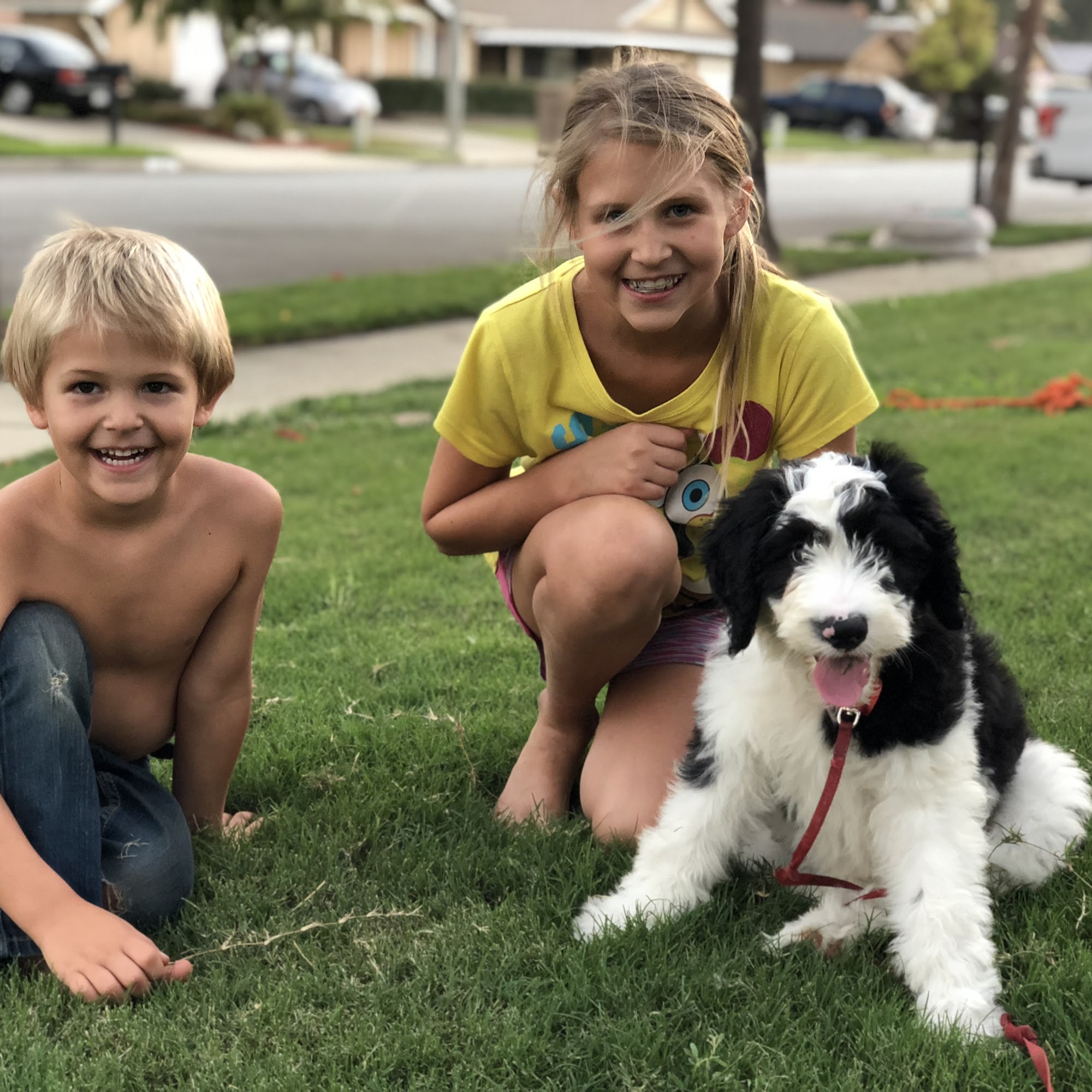 Falco K9 Academy Brea