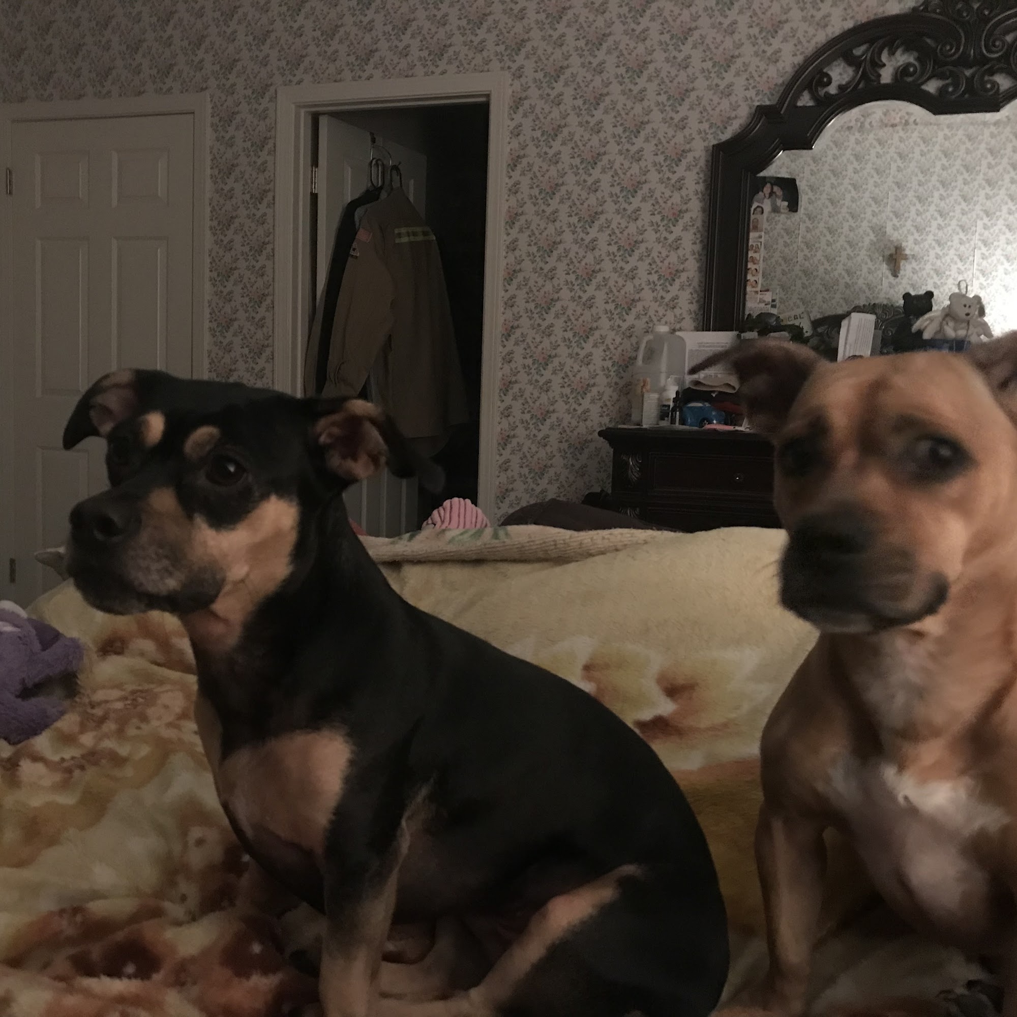 Fairview Animal Hospital Brentwood