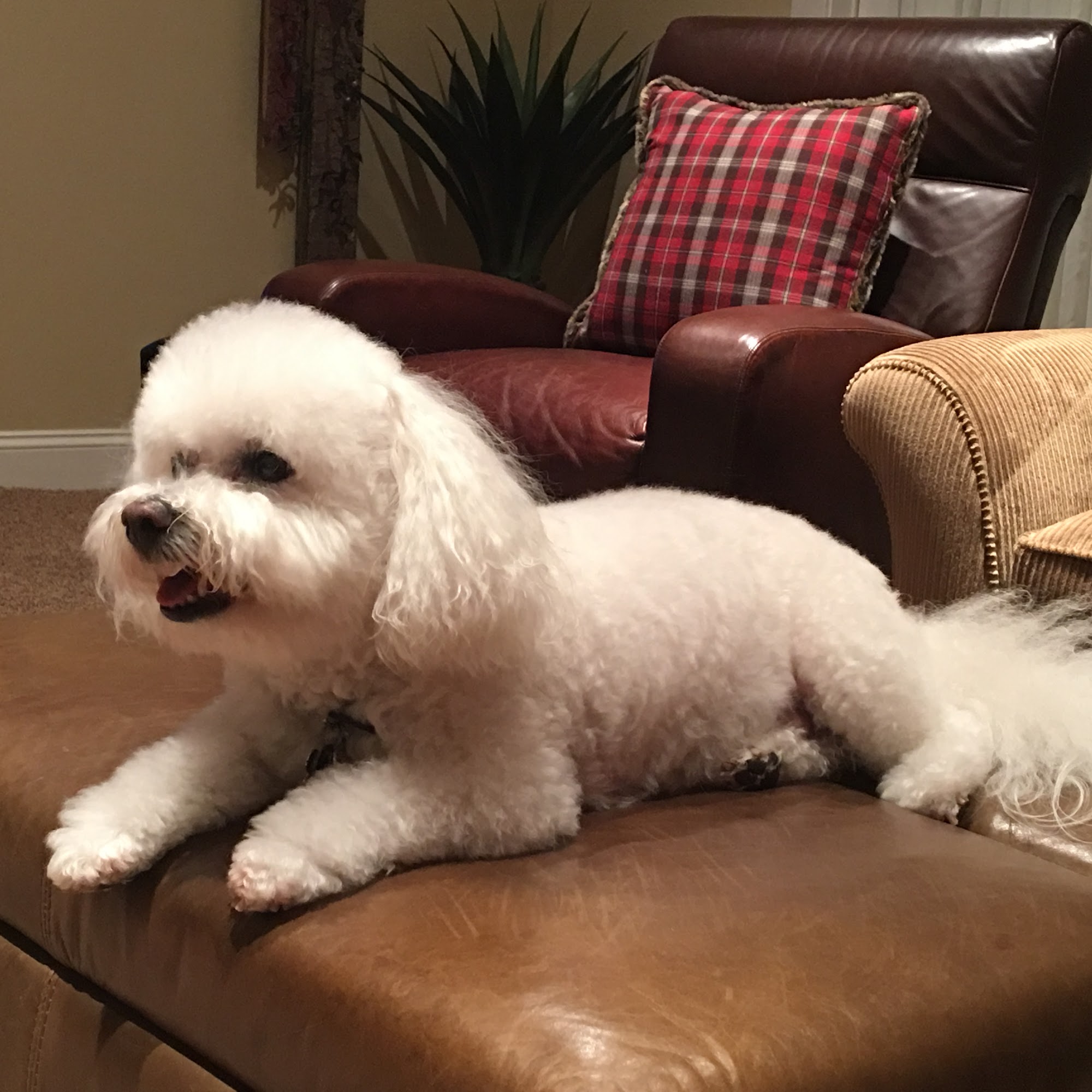 Brentwood Veterinary Hospital Brentwood