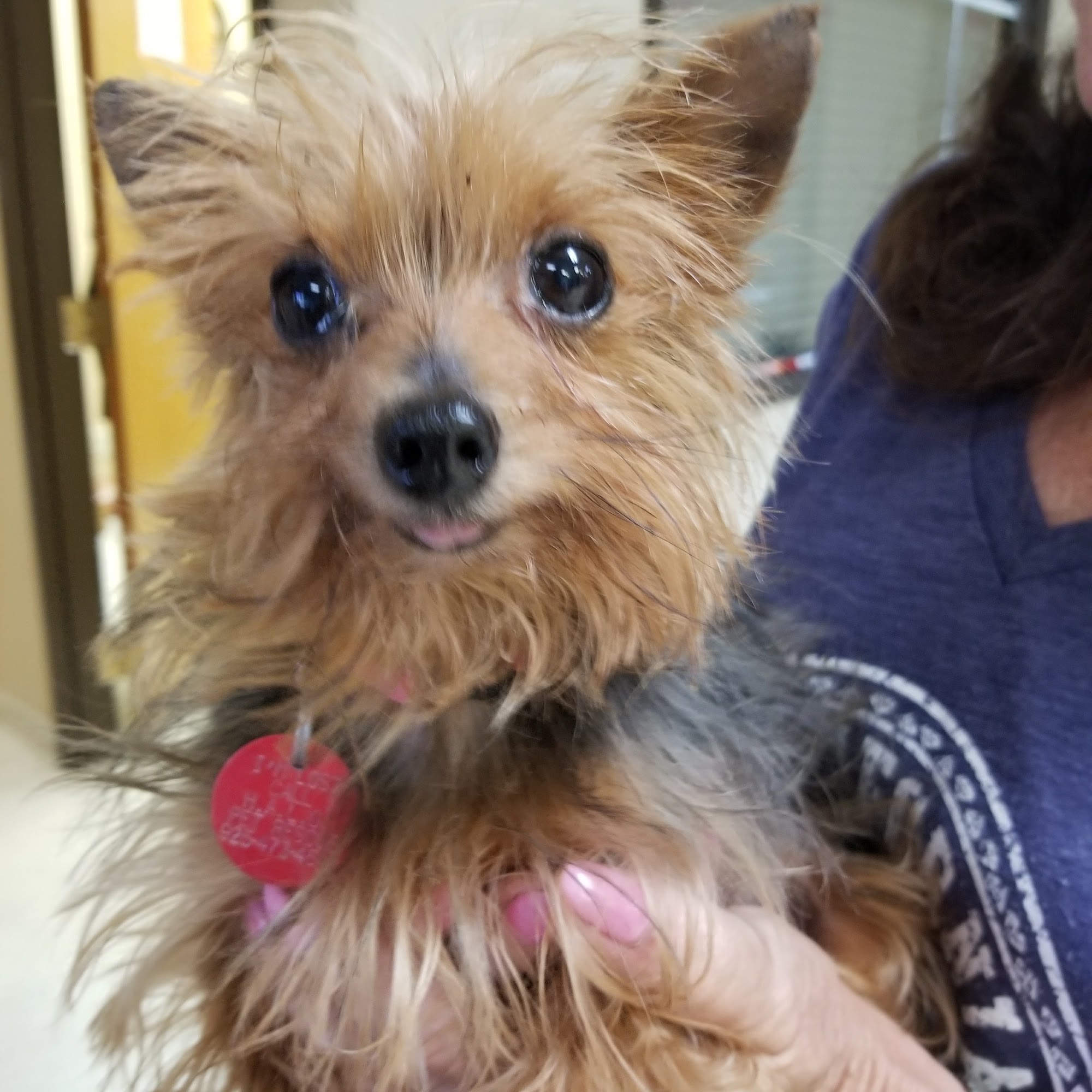 Central Boulevard Veterinary Hospital Brentwood