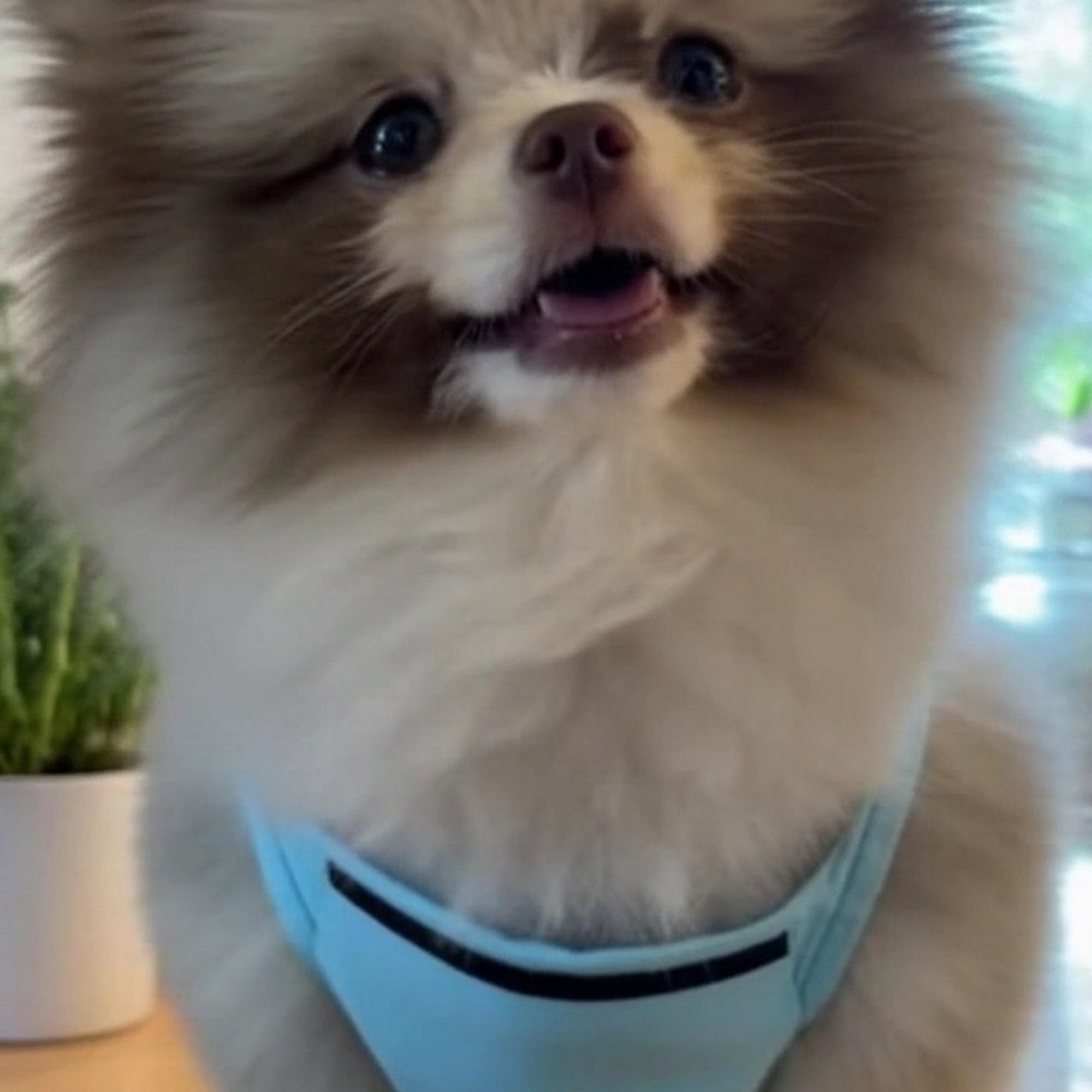 Royalpawpoms Brentwood