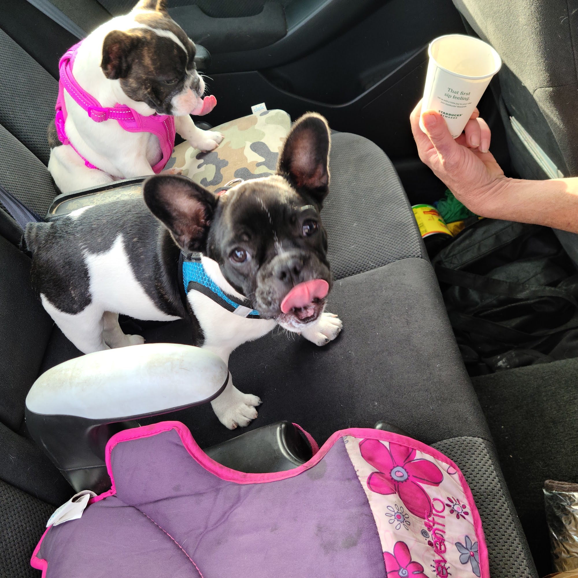 Buellton Veterinary Clinic Buellton