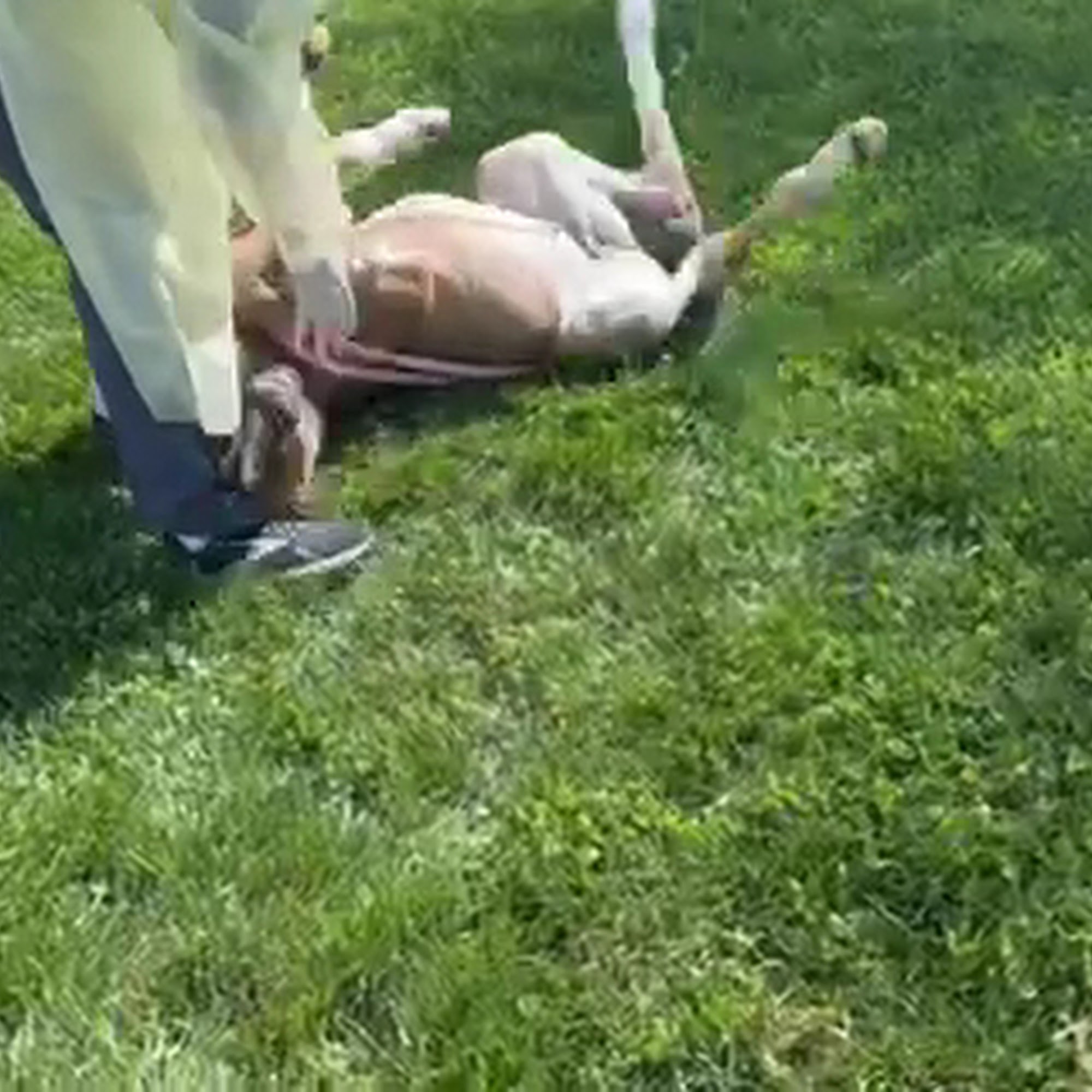 Alamo Pintado Equine Clinic Buellton