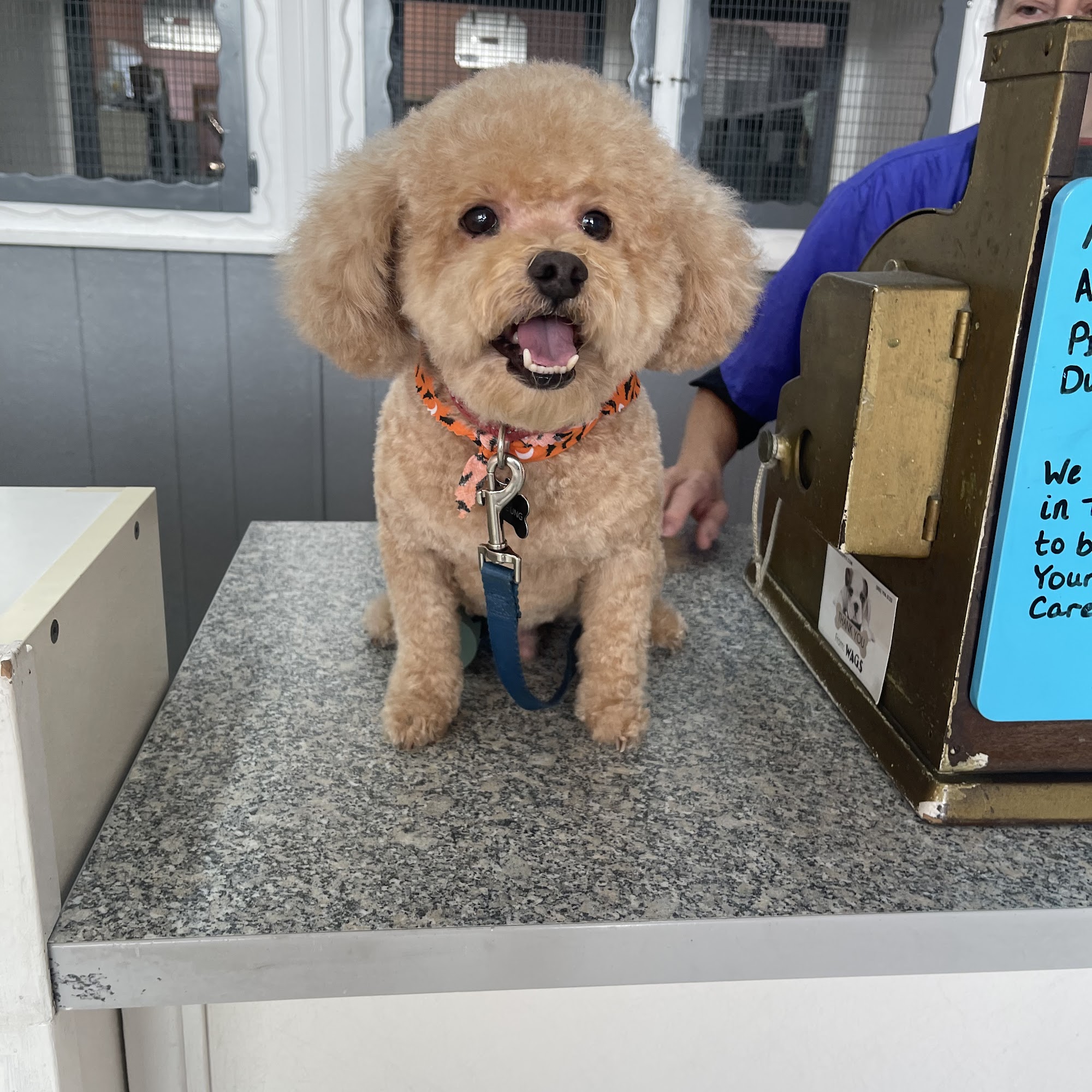 K-9 Kastle Pet Grooming Buena Park