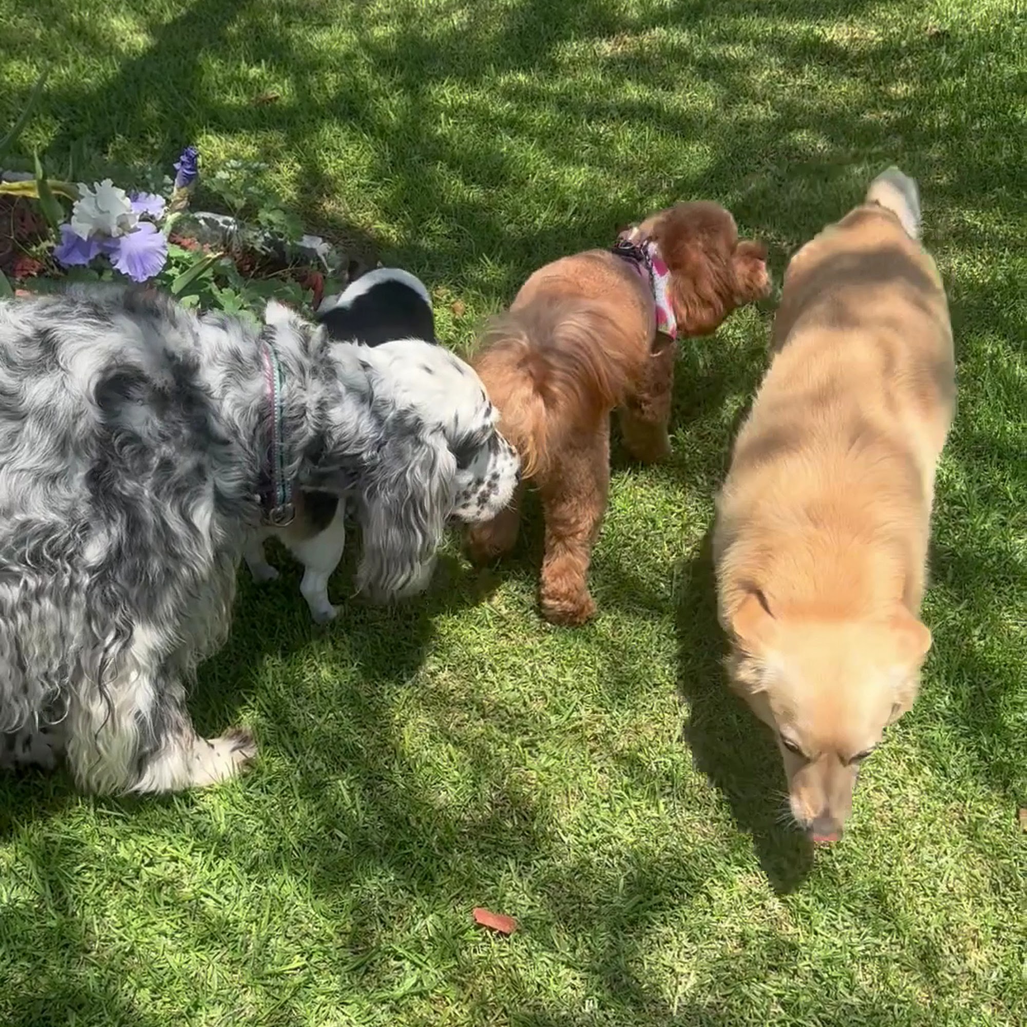 Organic Paws Pet Services Buena Park