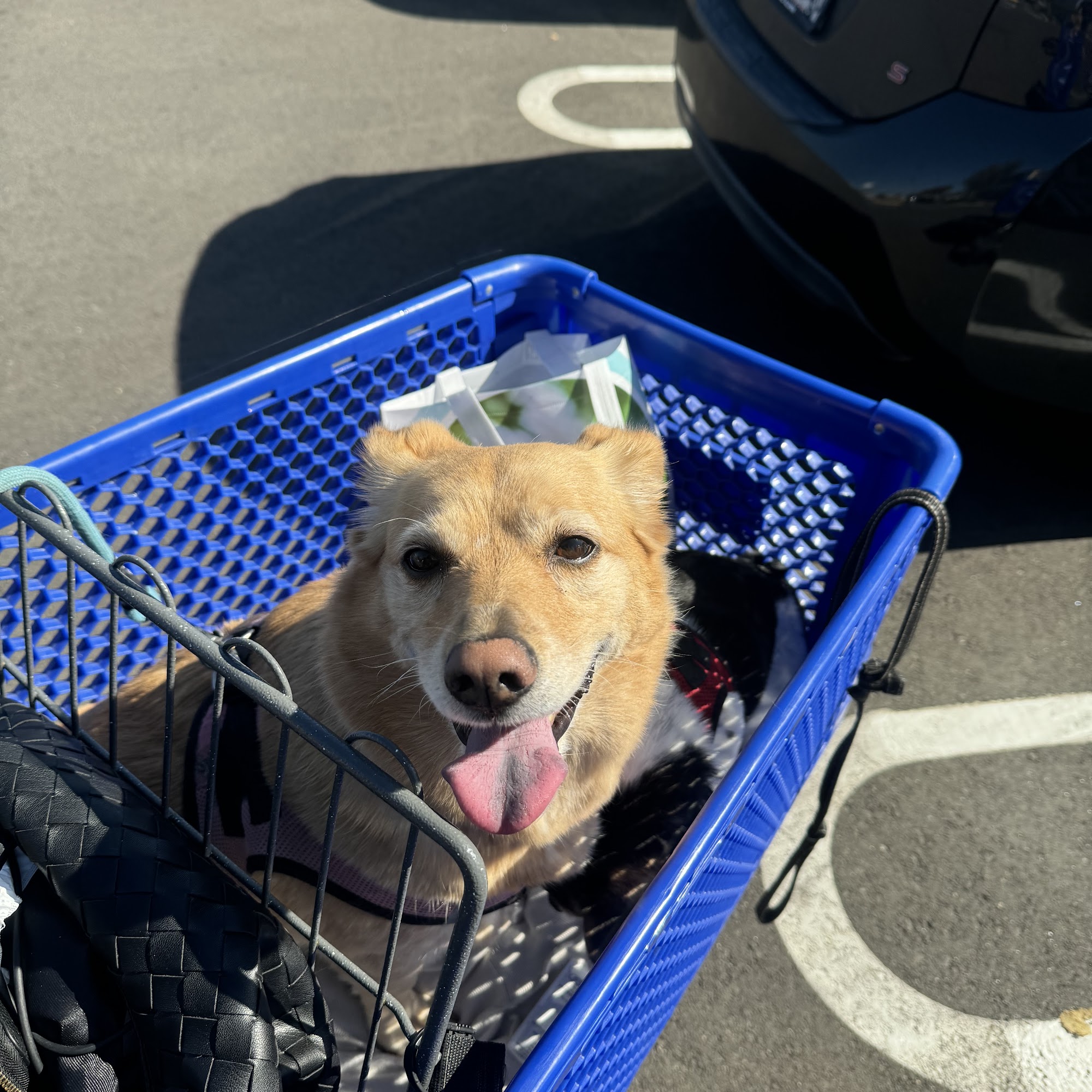 Organic Paws Pet Services