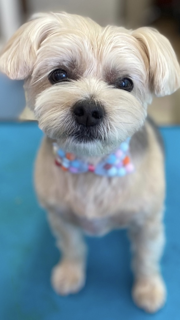 Pet Haven Grooming Burbank