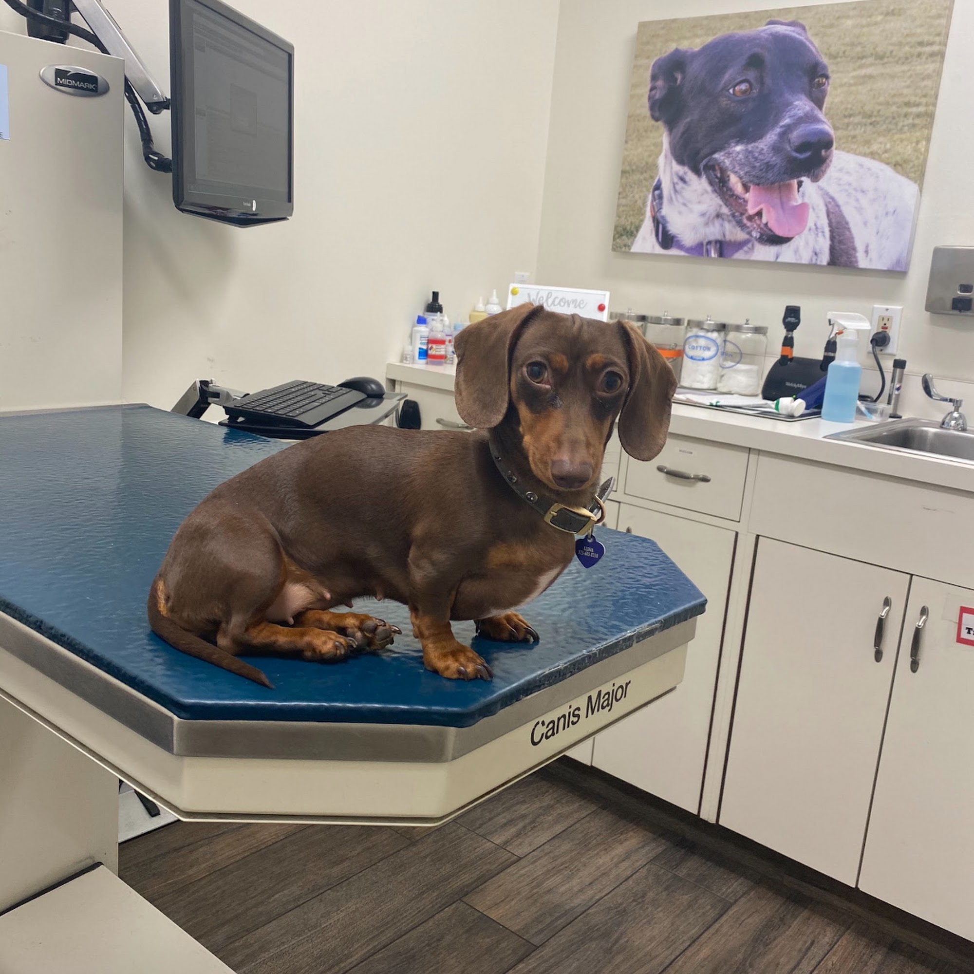 Media City Animal Hospital Burbank