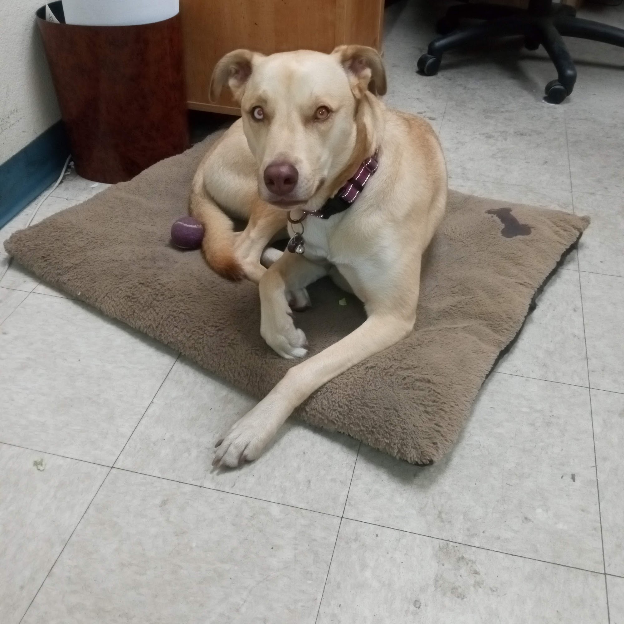 Toluca Burbank Dog & Cat Hospital Burbank