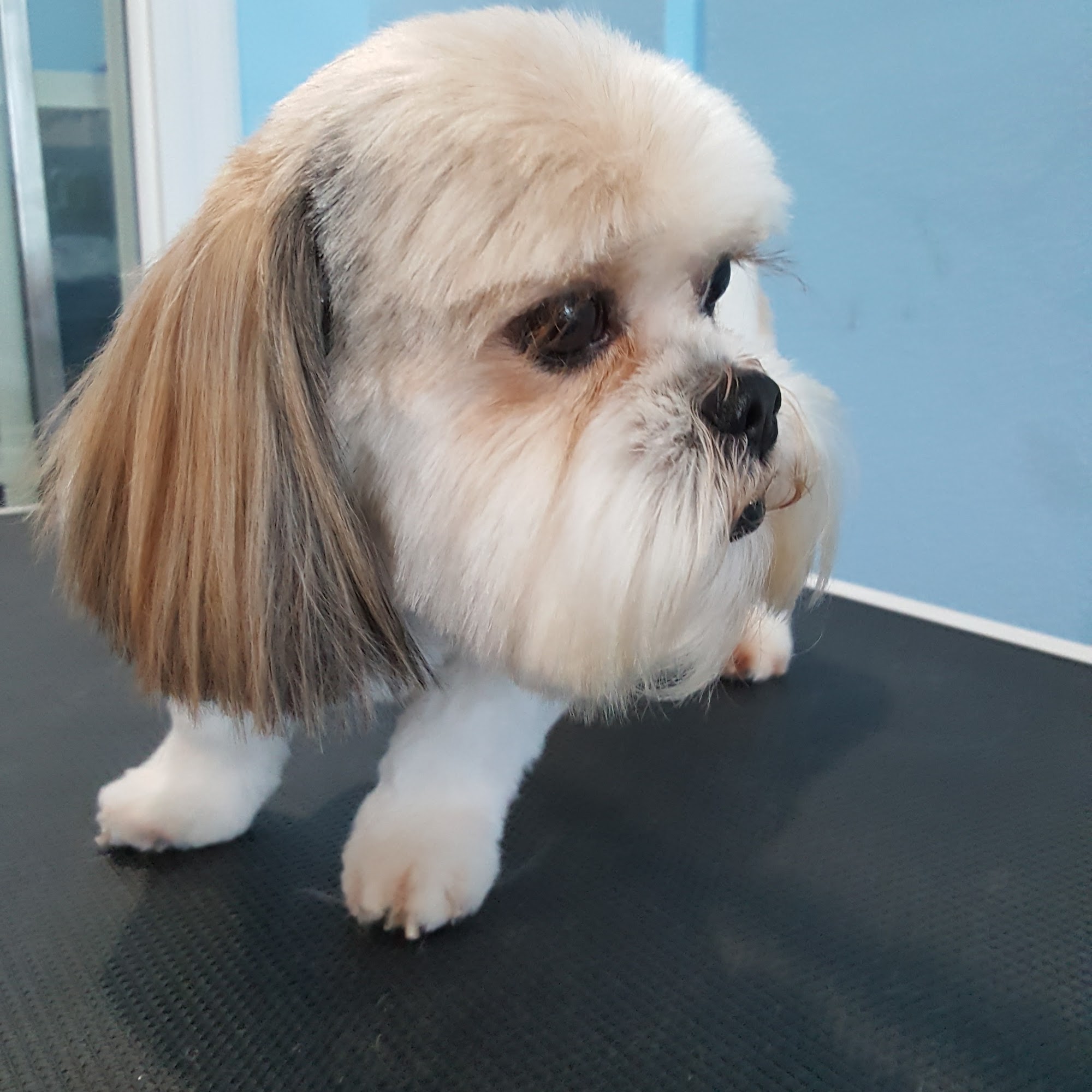 Art of Grooming Burbank