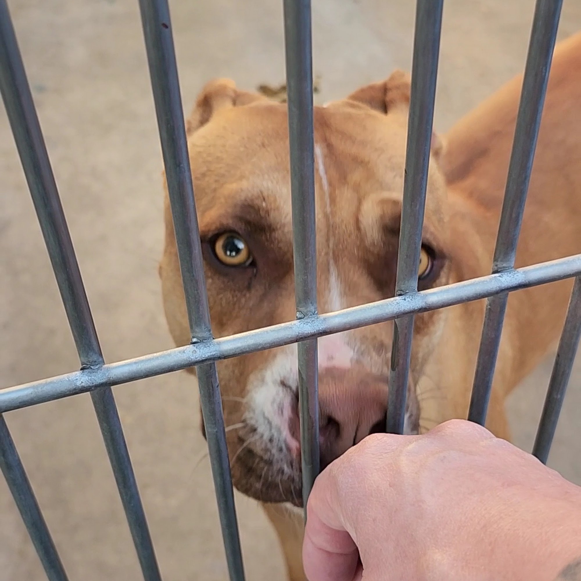 Burbank Animal Shelter Burbank