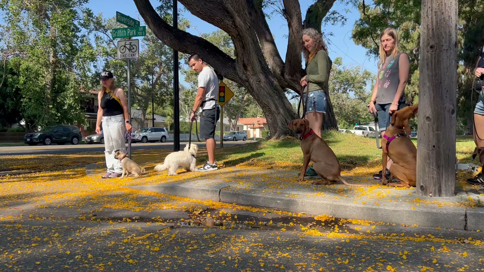 Good Dog K9 Training and Services® , LLC Burbank
