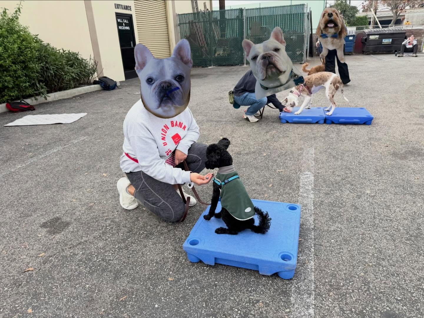 Good Dog K9 Training and Services® , LLC Burbank