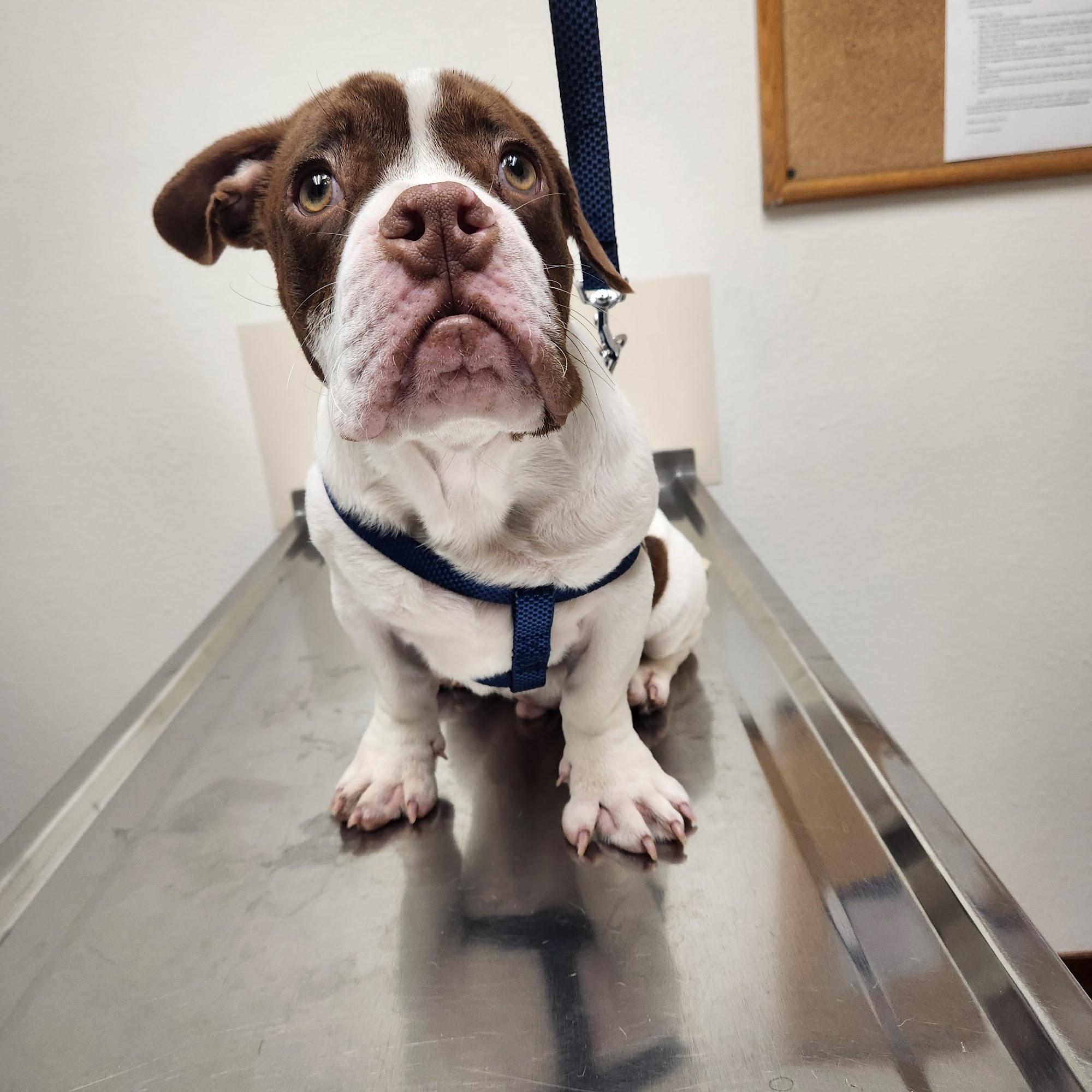 Bark Station Pet Salon Burlingame