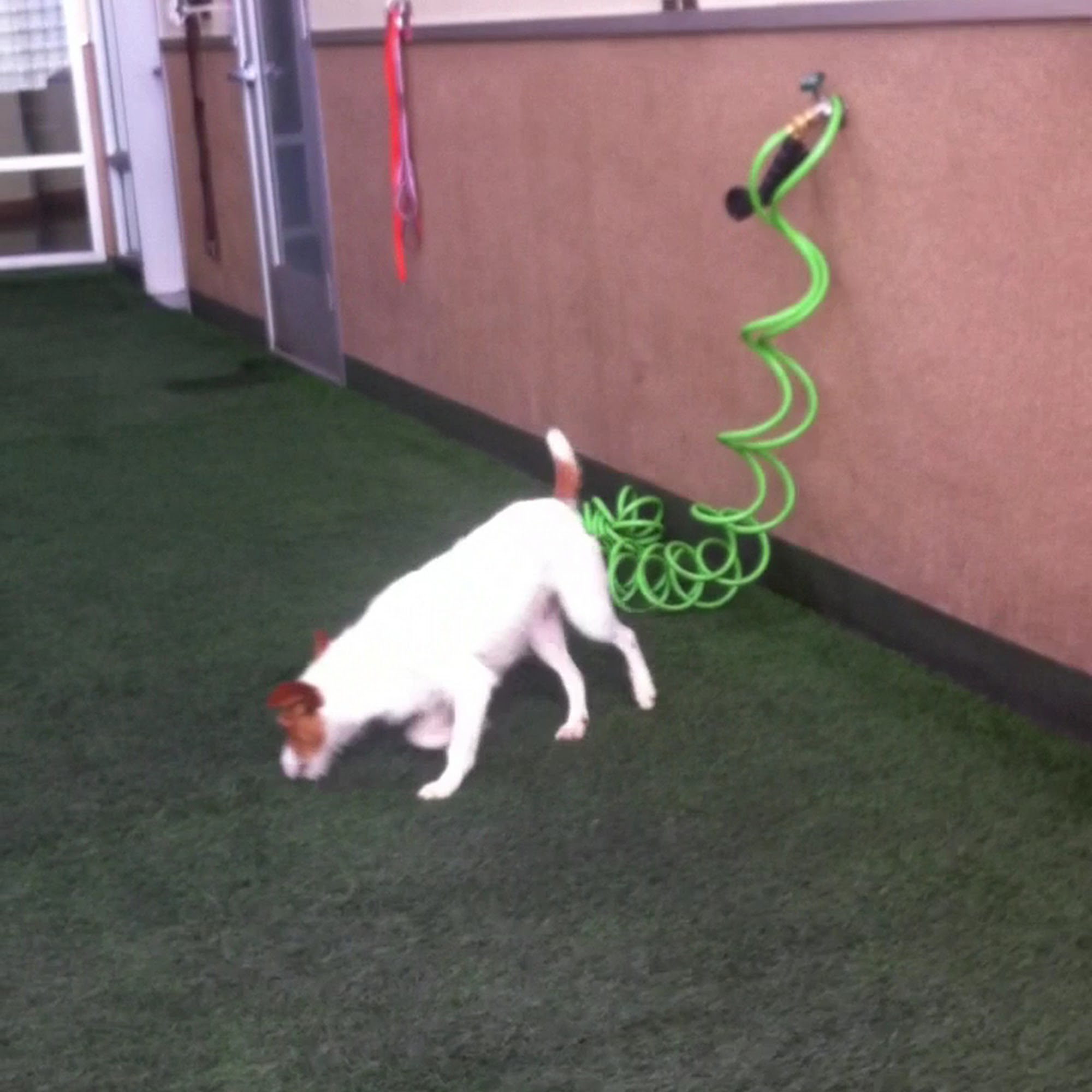 Peninsula Humane Society & SPCA Adoption Center Burlingame