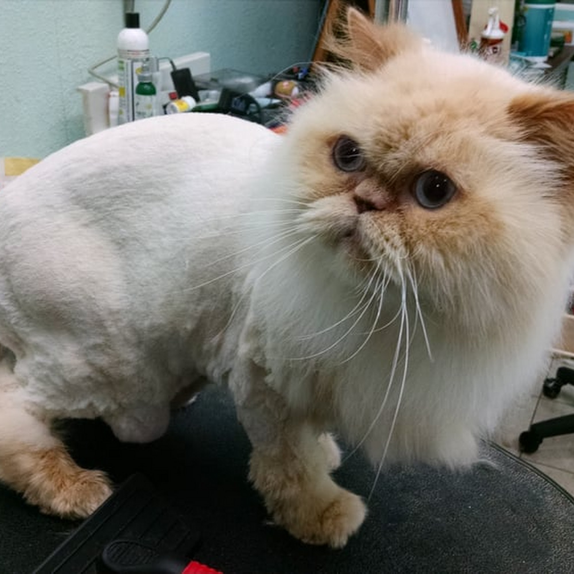 Avenue Pet Salon Burlingame